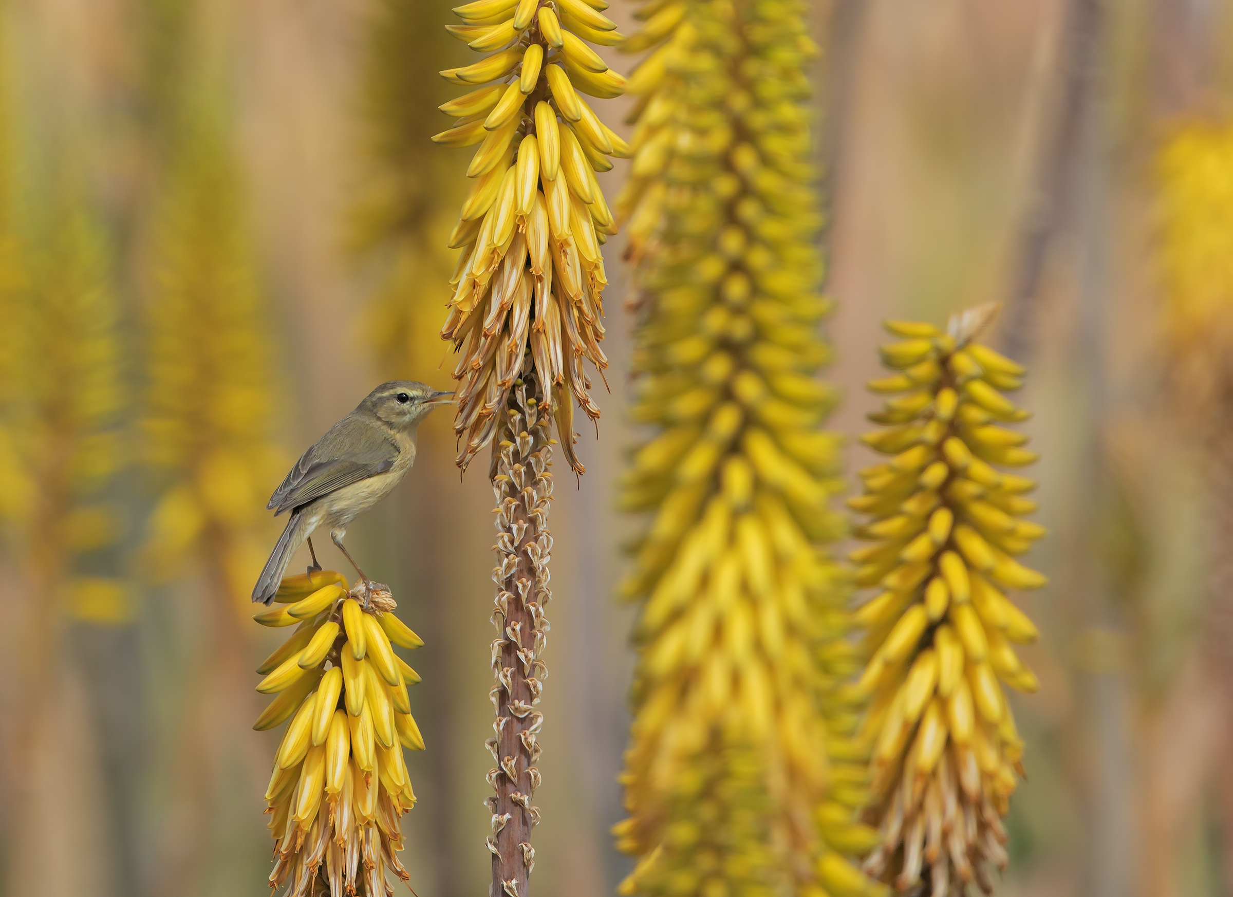 Warbler Canarian