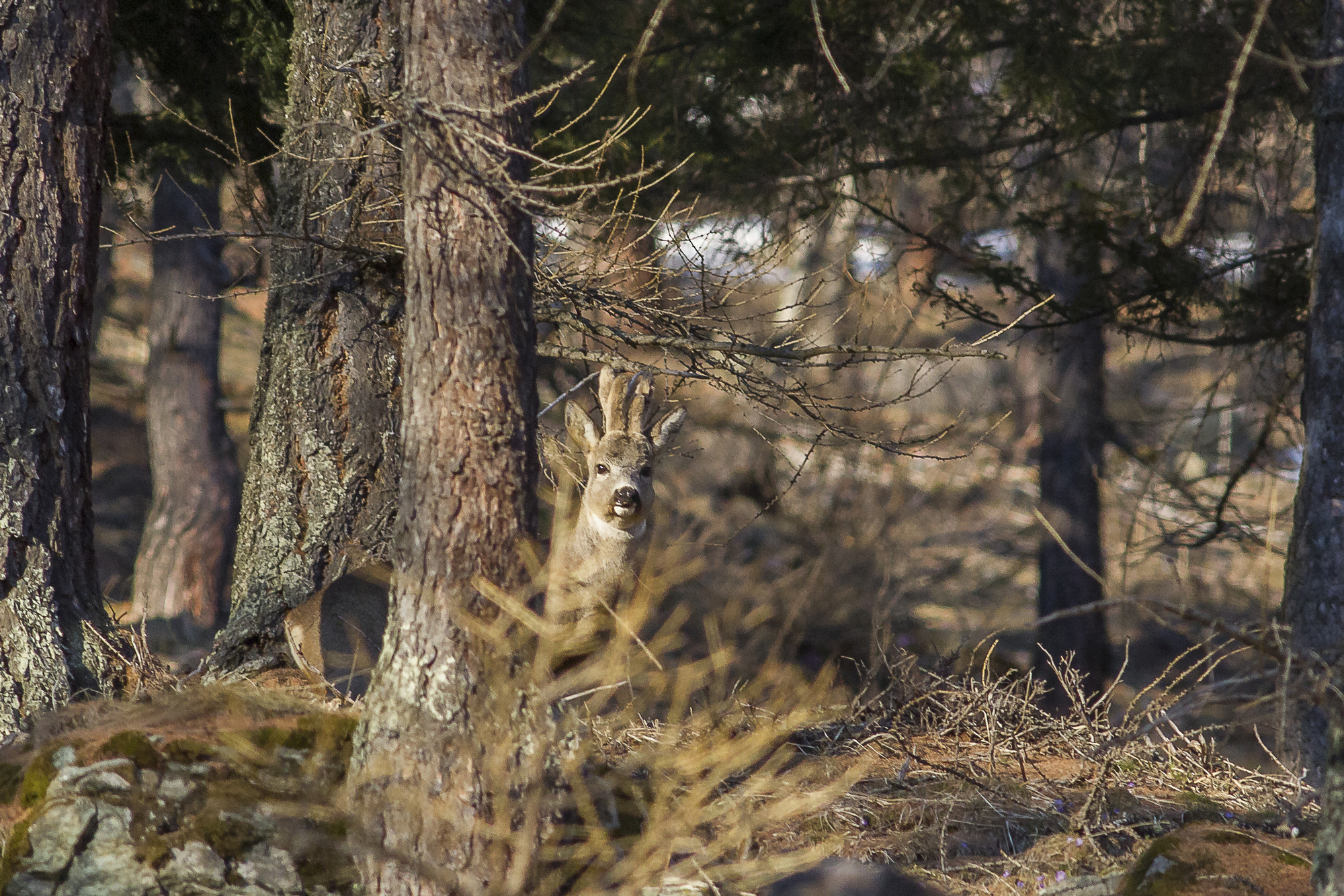 with light before sunset