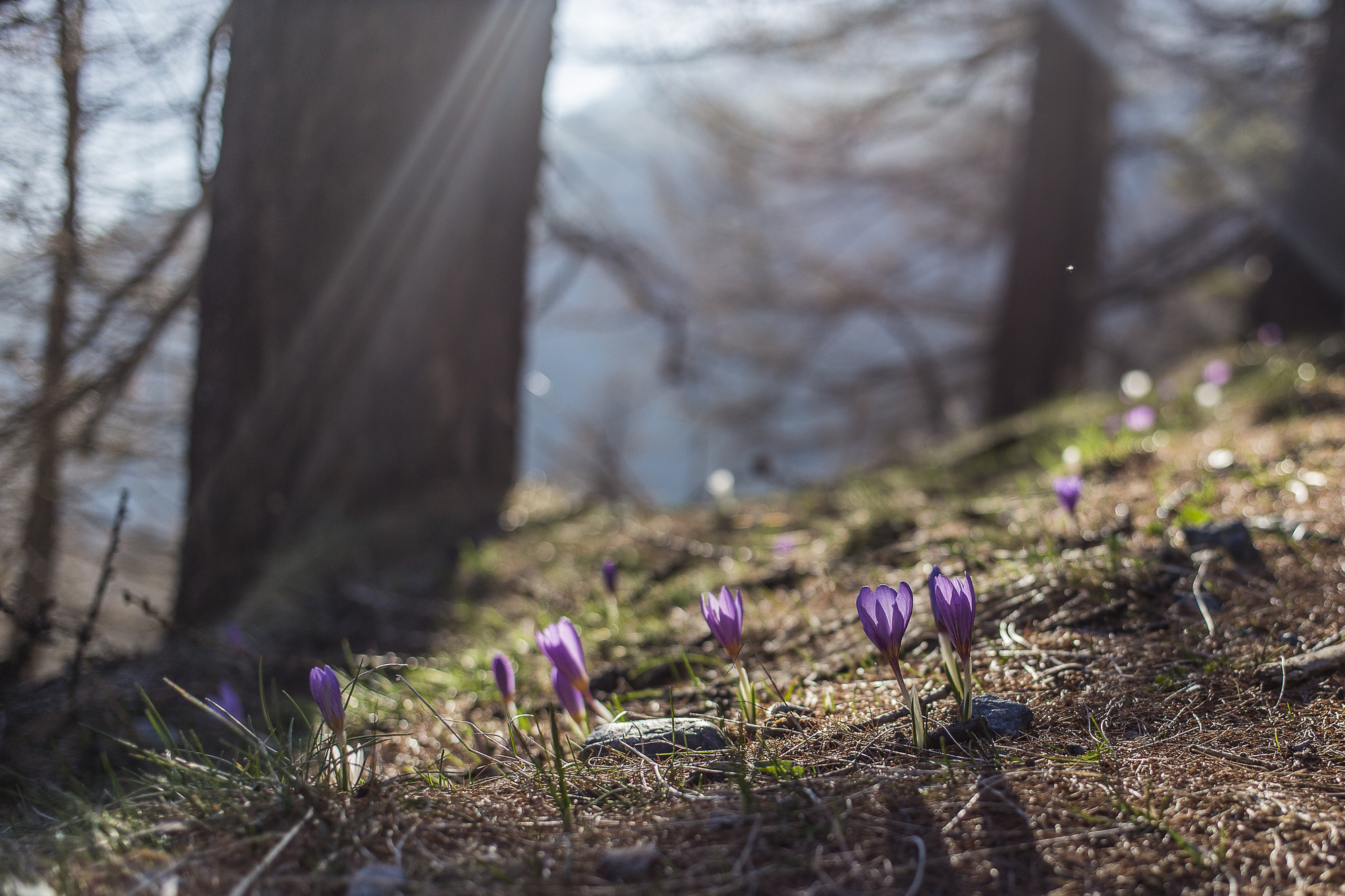 the time of the crocus