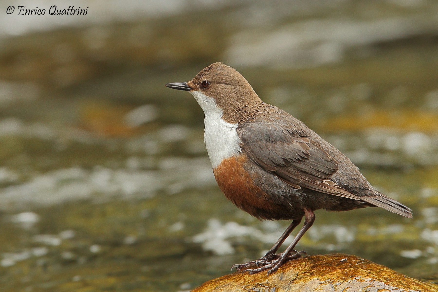 dipper