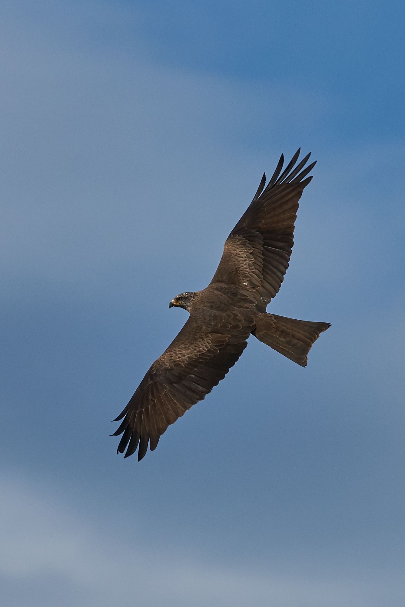 Black Kite