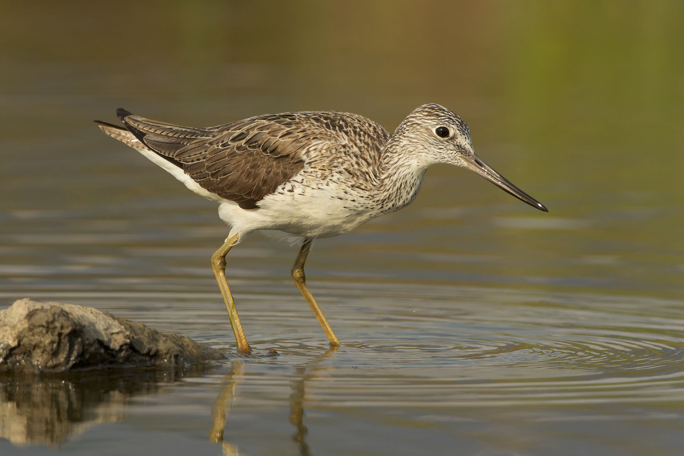 ritrattone Fullscreen