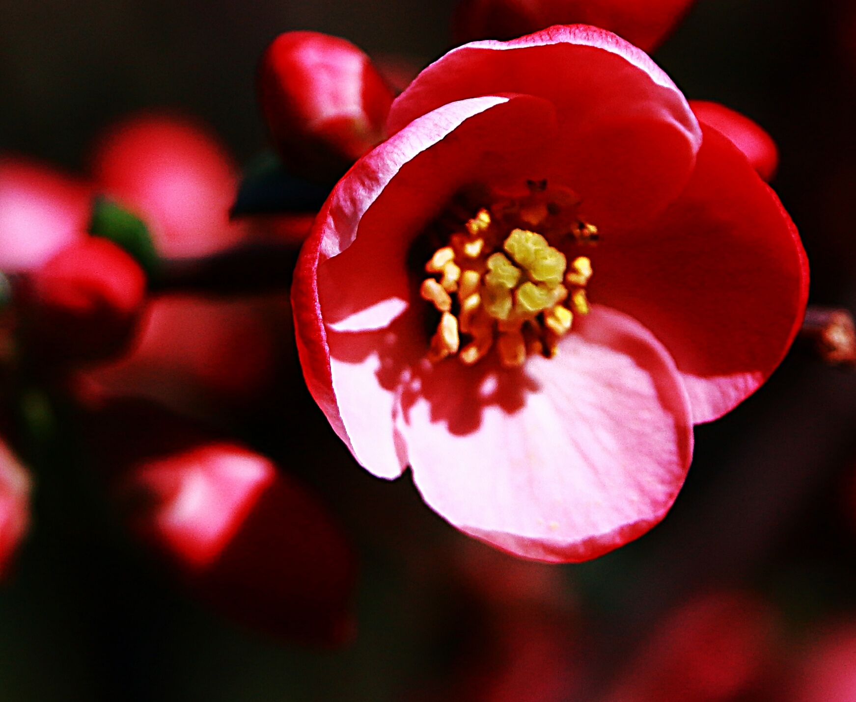 Primavera
