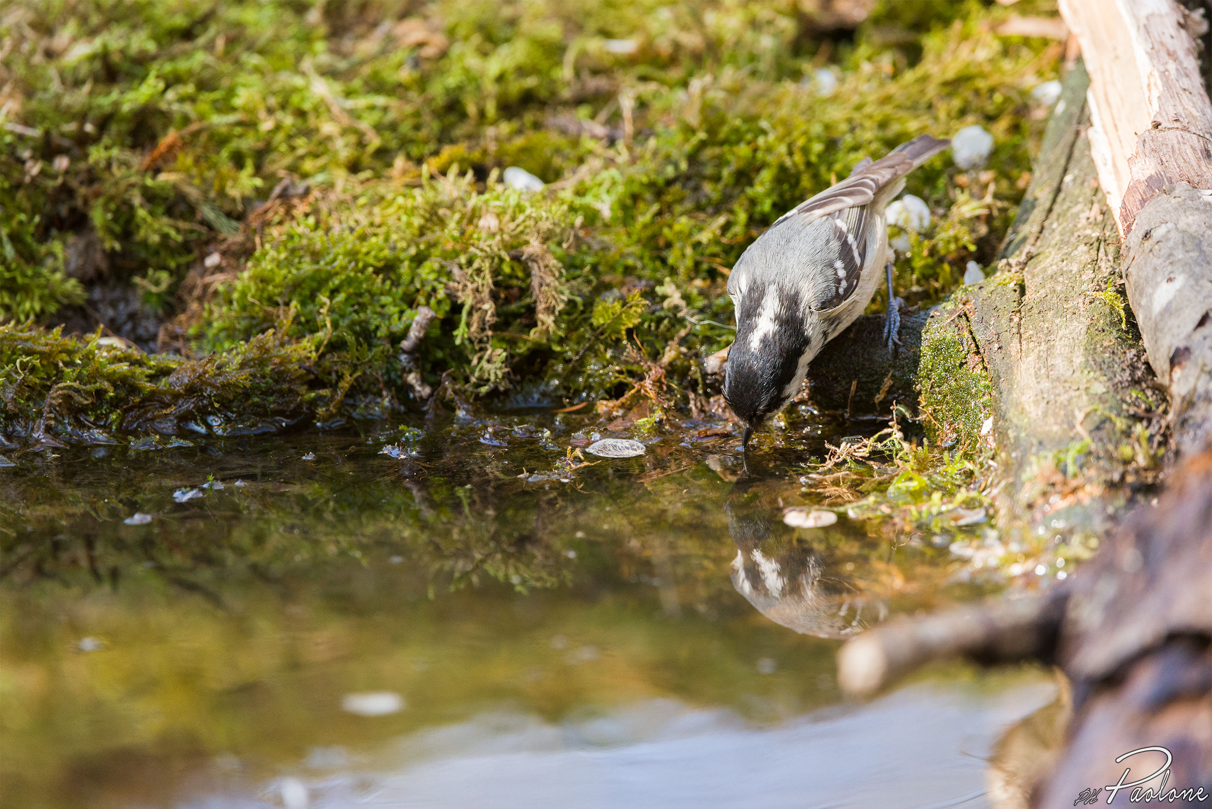 Coal Tit thirsty