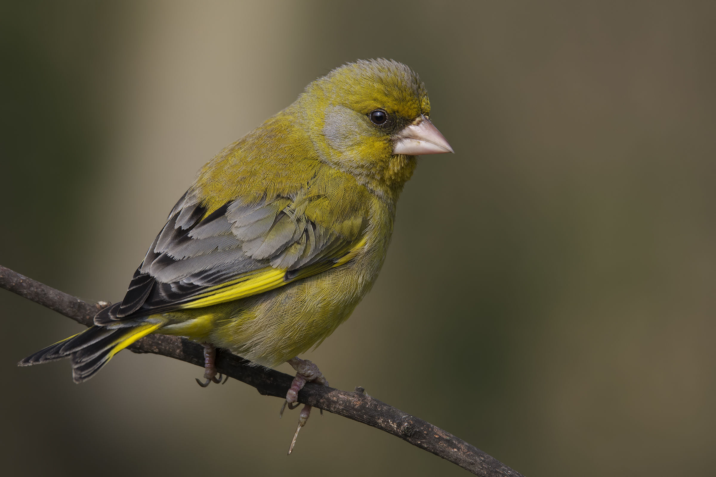 Verdone comune (Carduelis chloris)