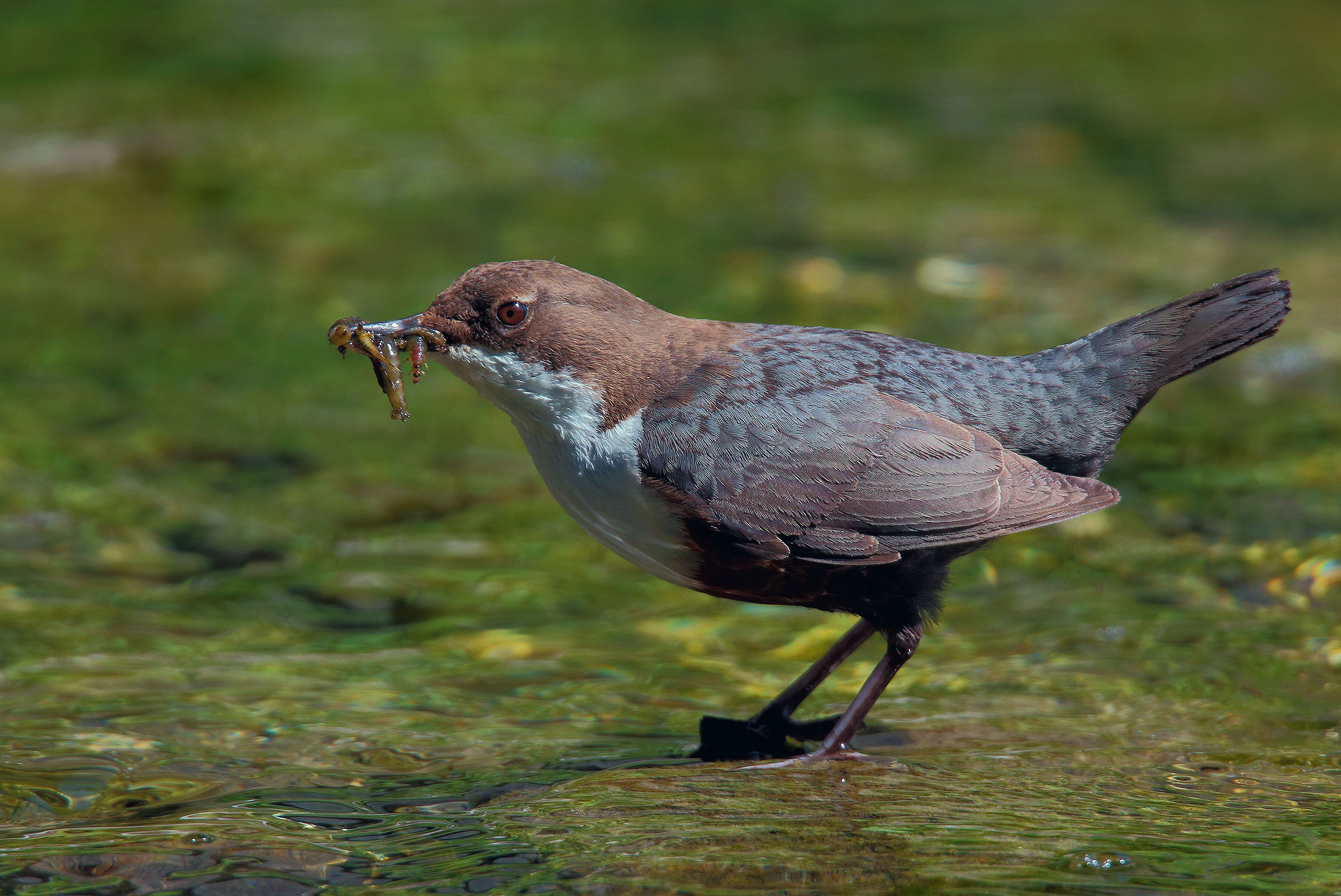 under the light of midday