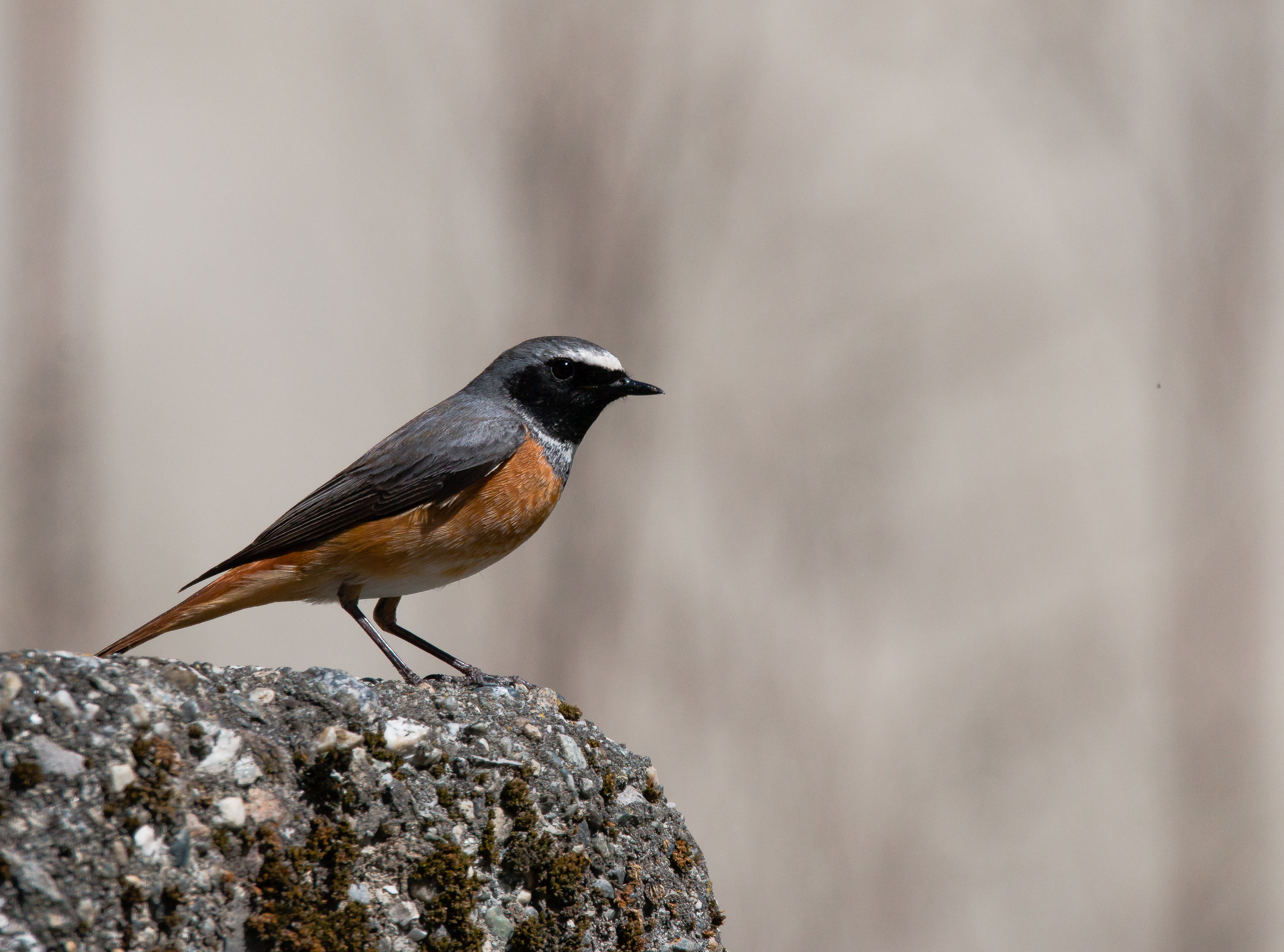 Codirosso  (Phoenicurus phoenicurus)