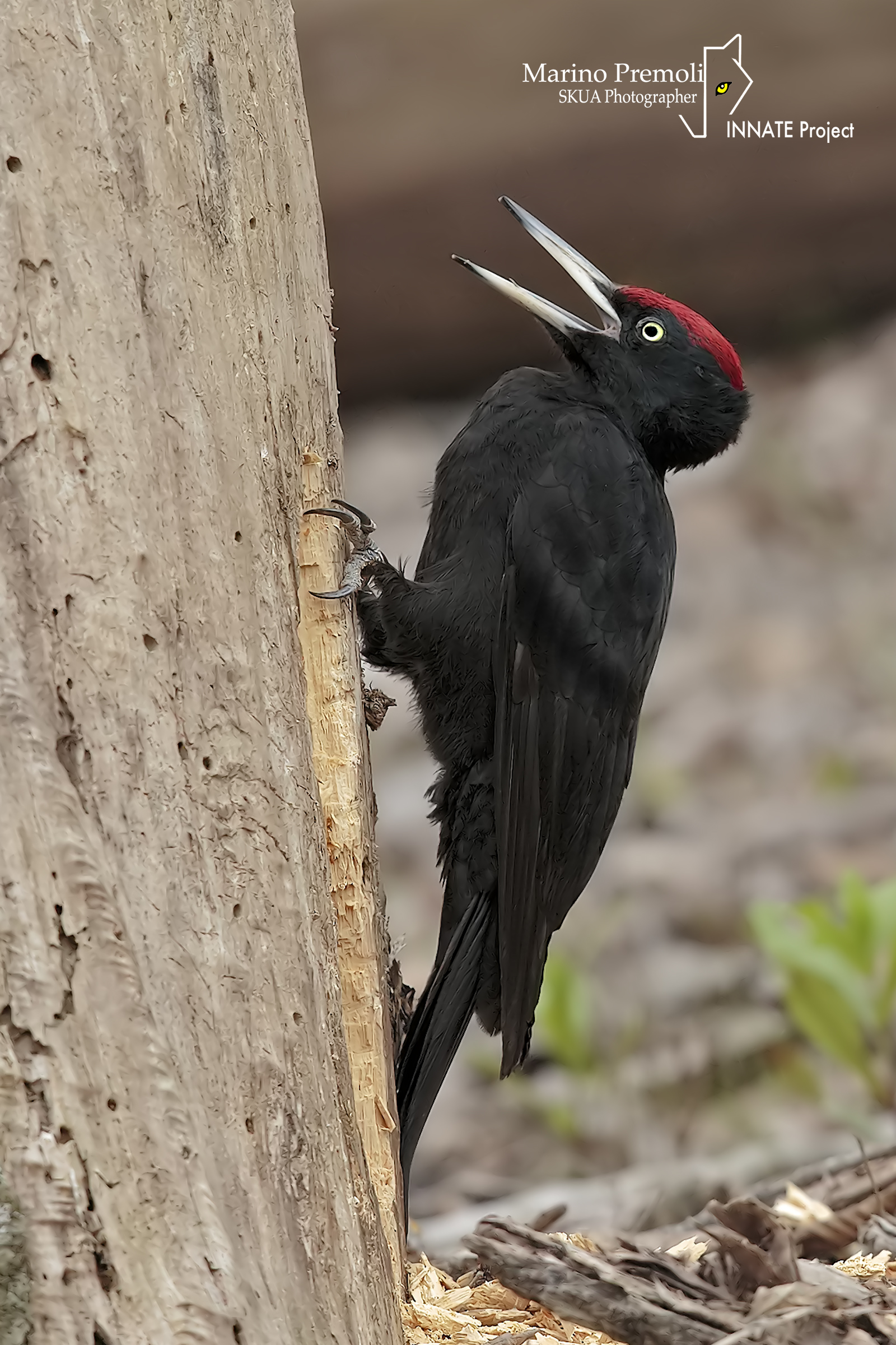 black woodpecker