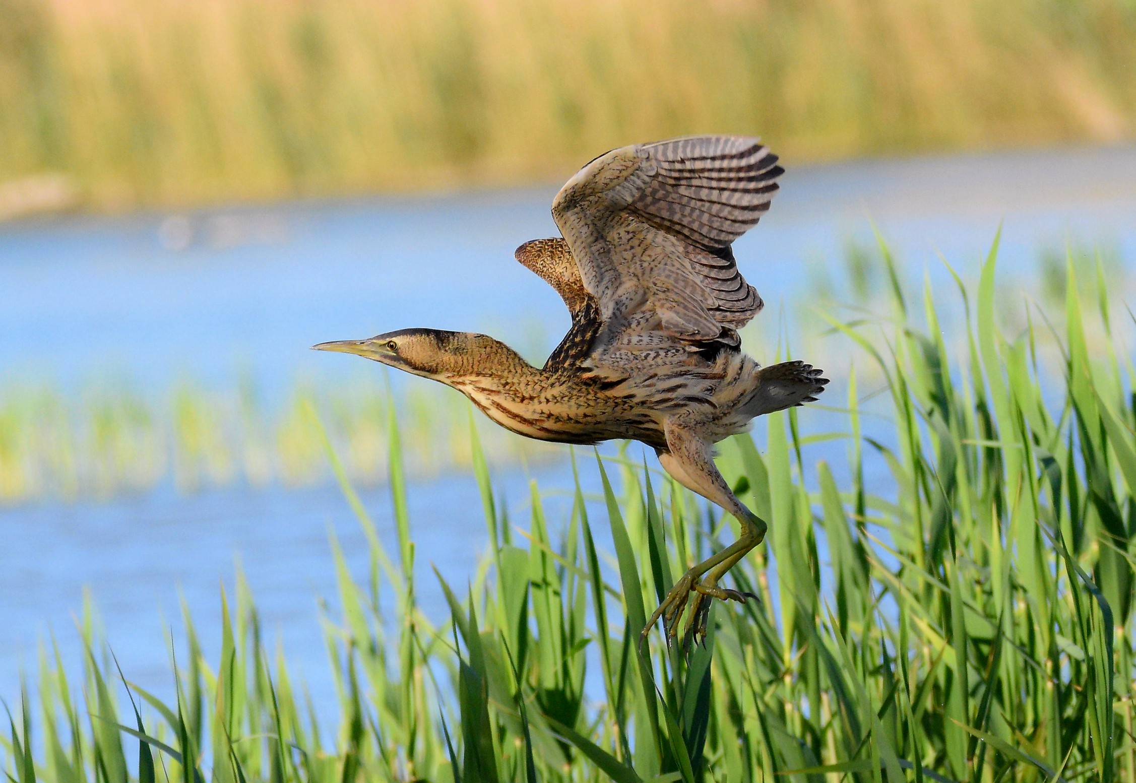Bittern