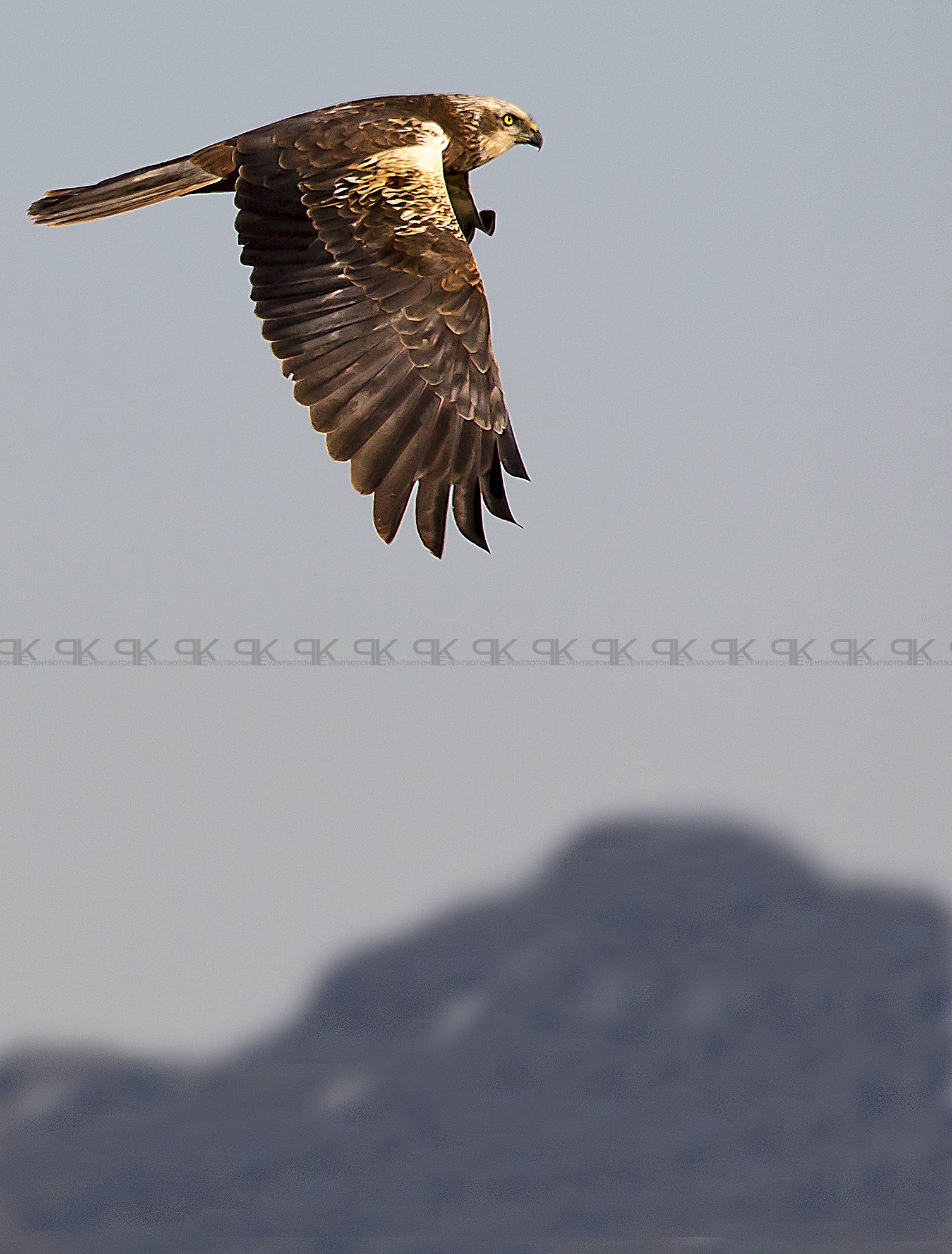 Common Buzzard Buteo .Buteo.