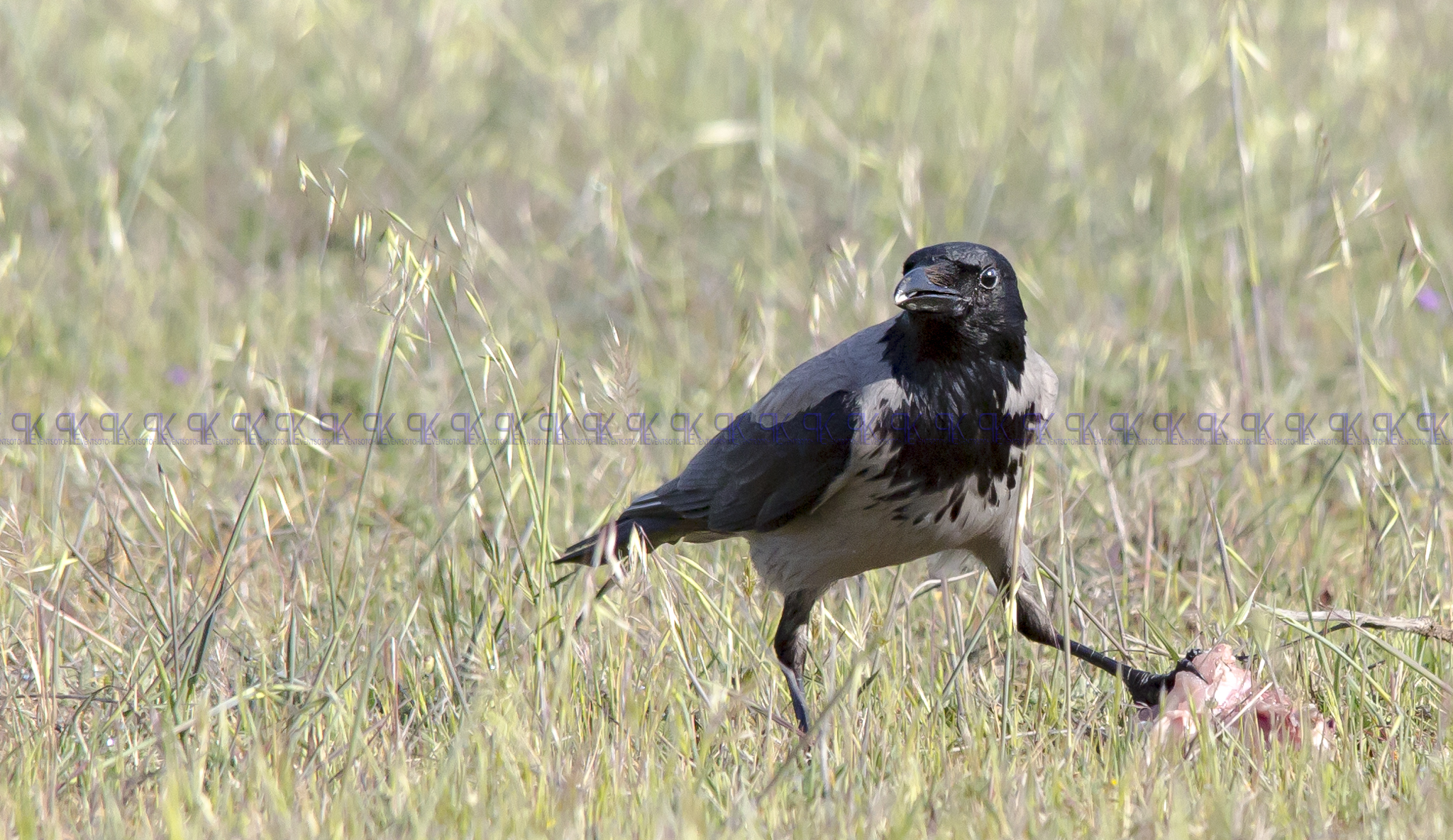 Hooded Crow.