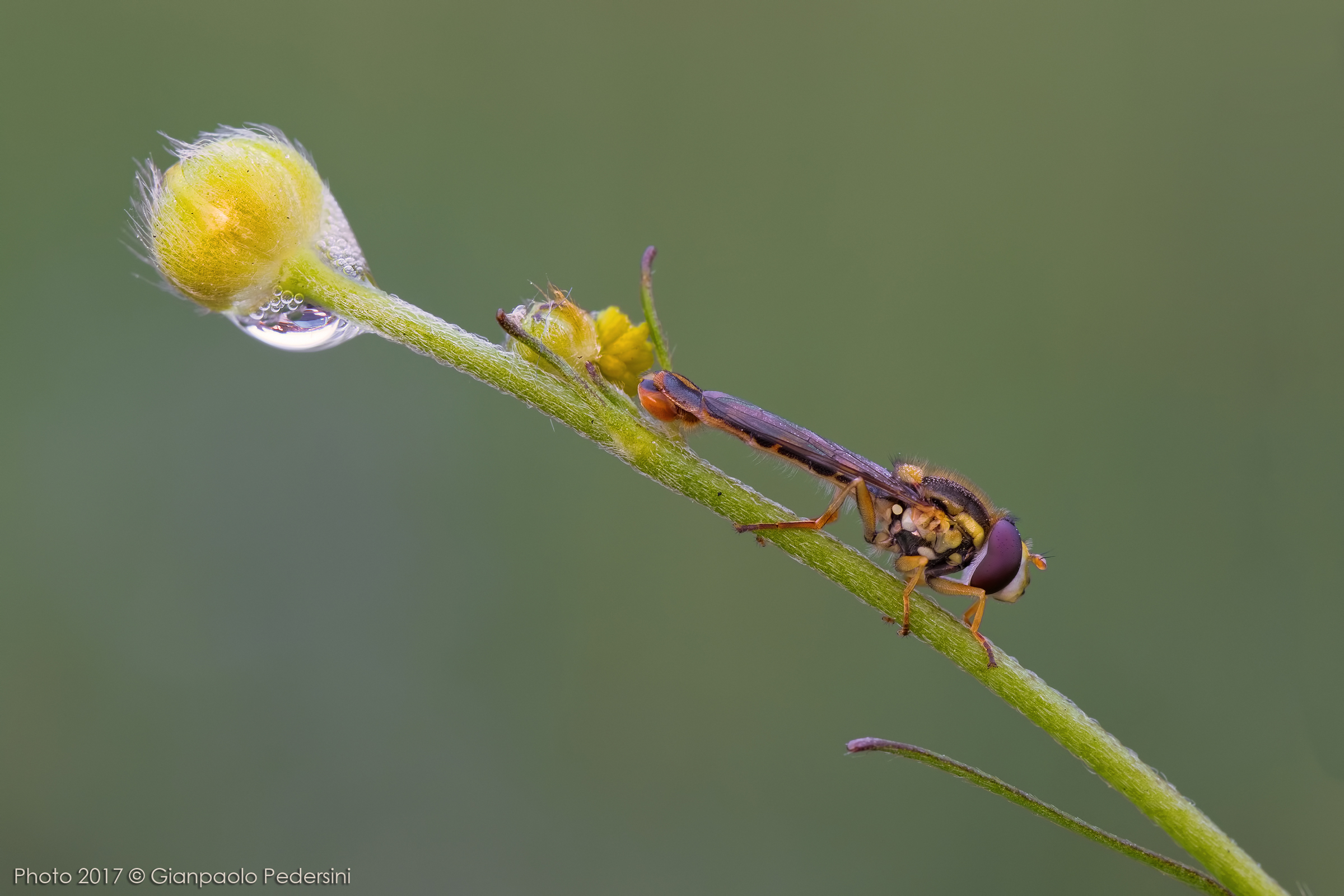 Sphaerophoria scripta