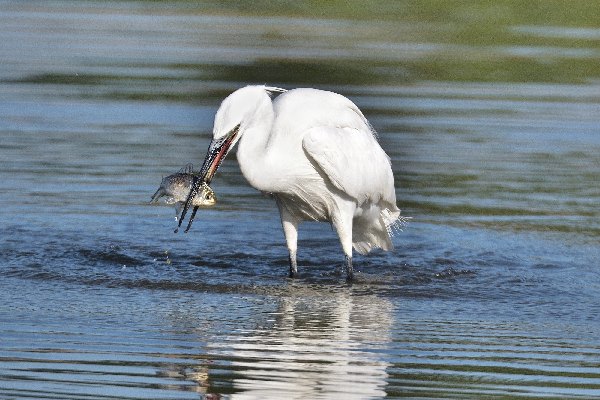 Caccia grossa - Garzetta egretta