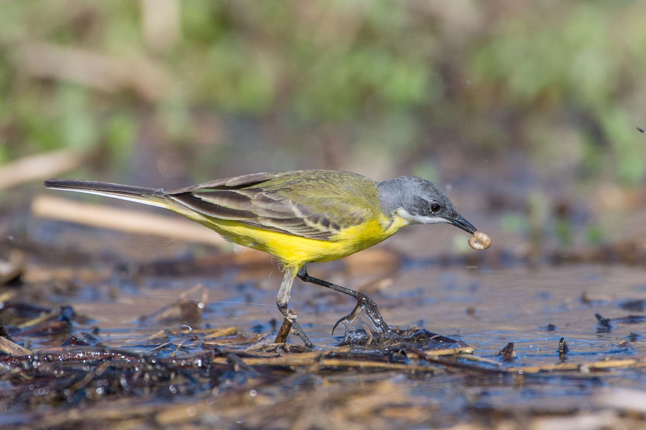 Gray Wagtail