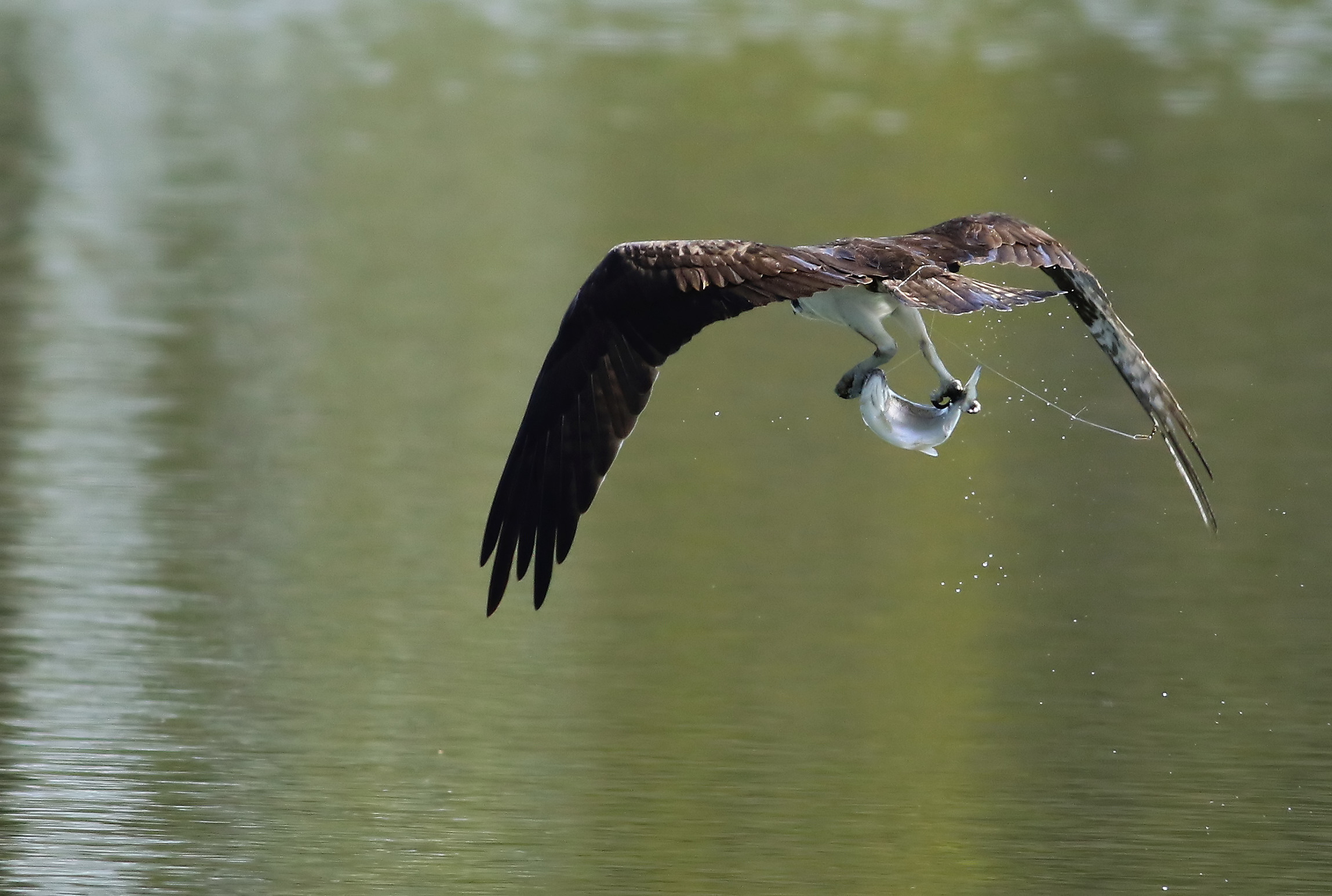 L'uomo Interferring con la Natura