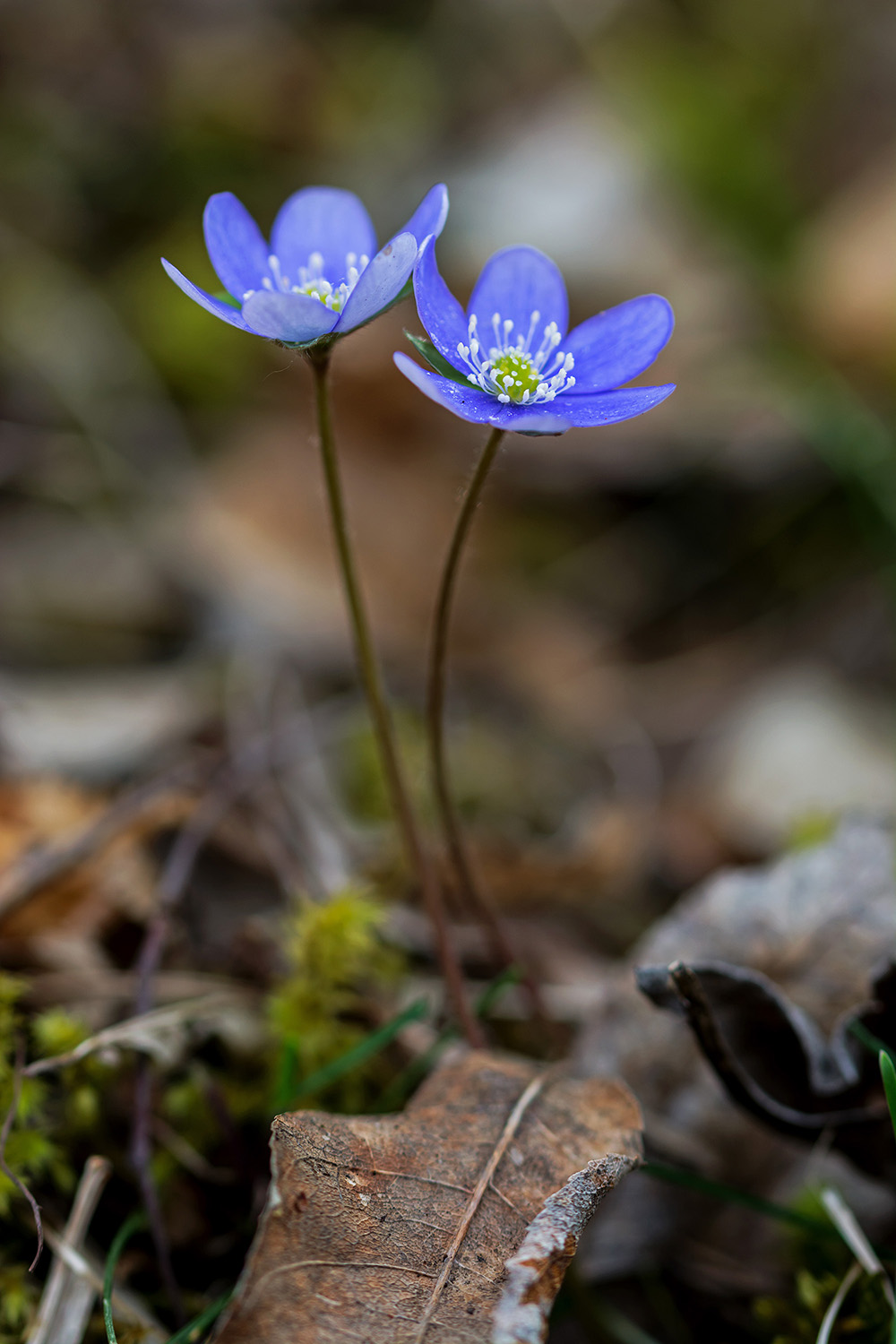 Hepatica nobilis