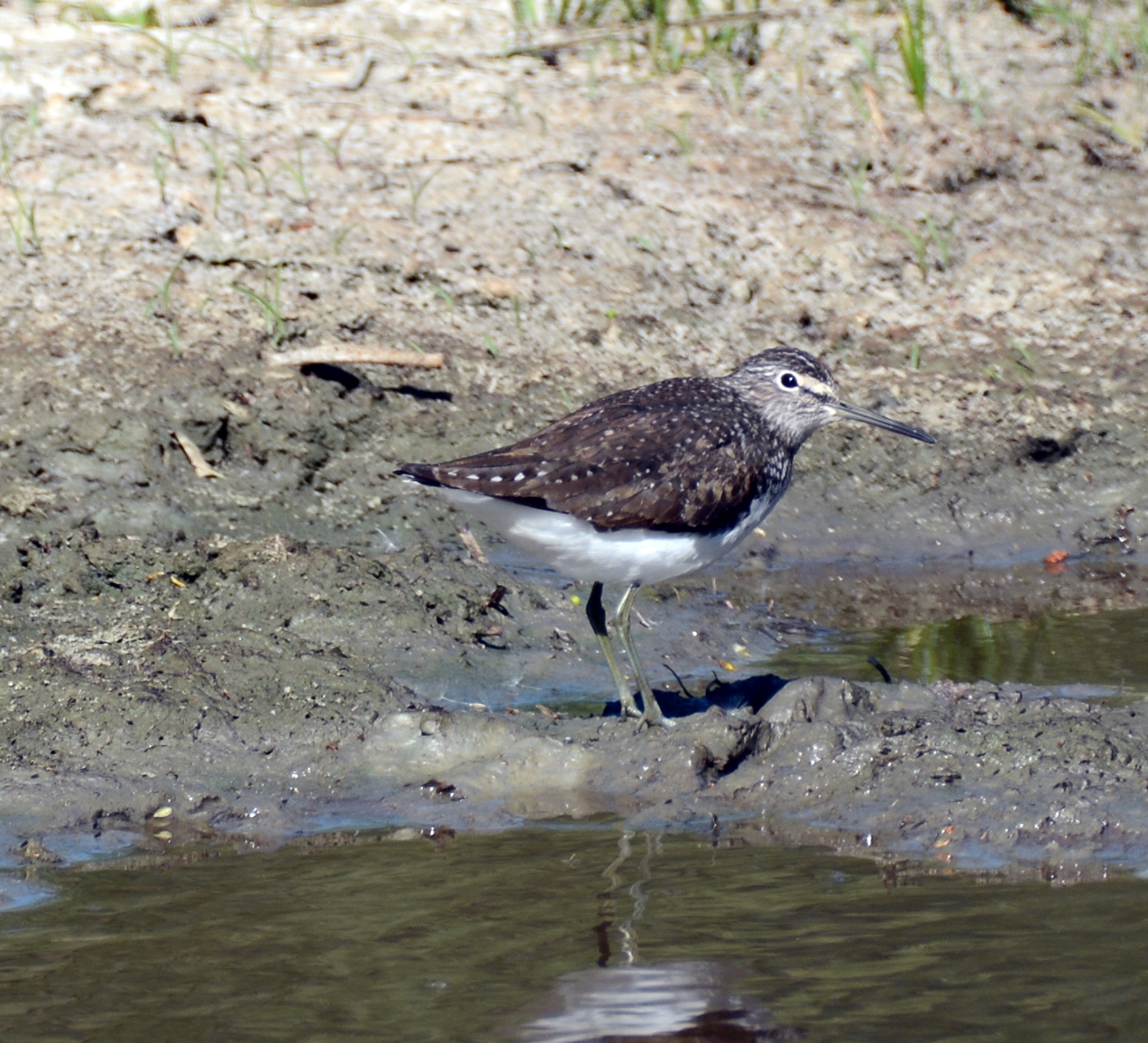 Piro piro culbianco (Tringa ochropus) - aprile