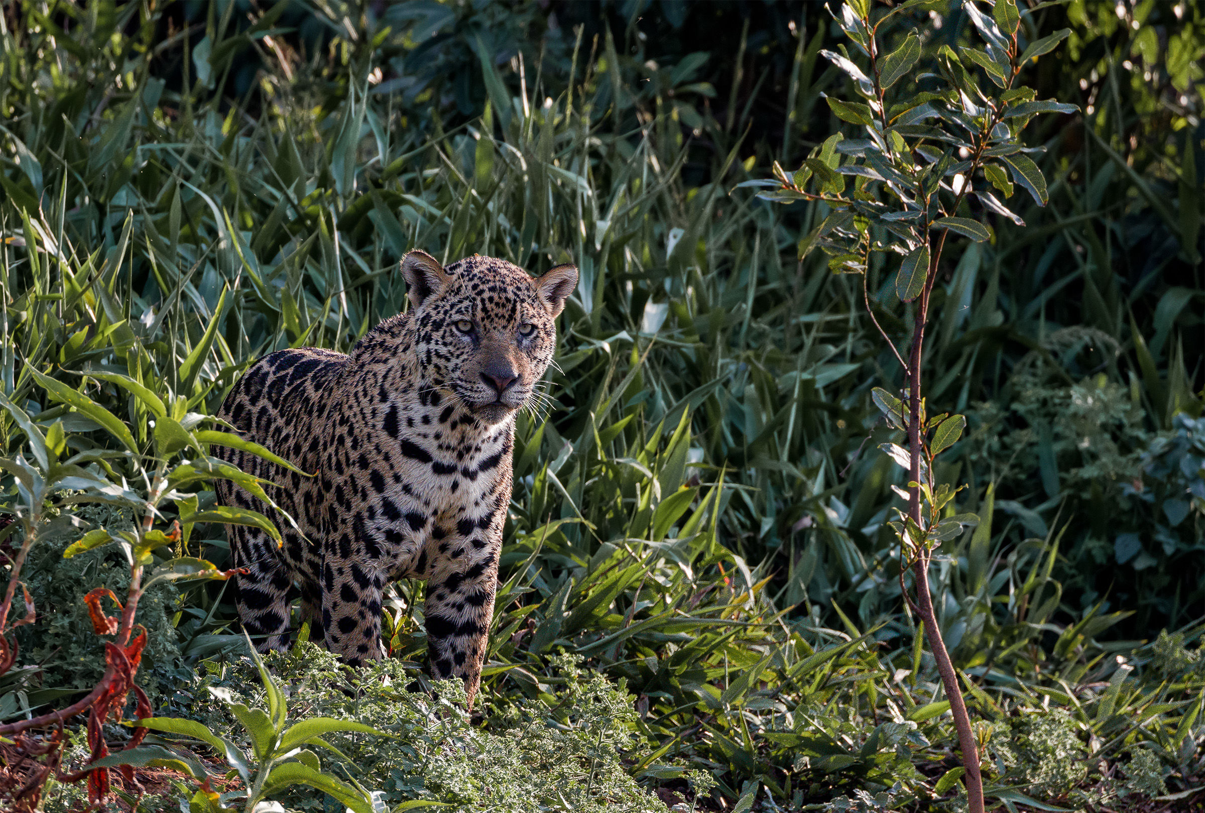 The look of the forest