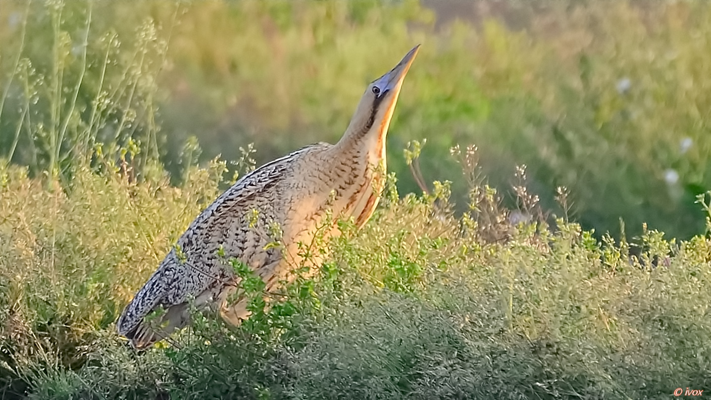 bittern in paddy field