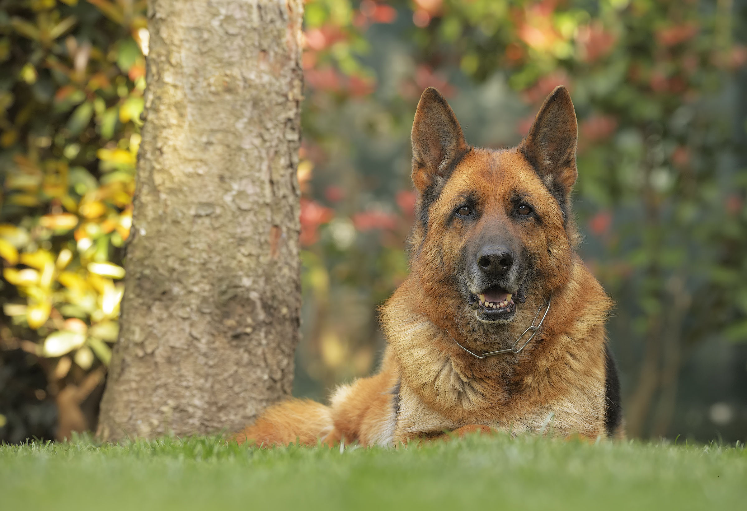 The Queen and His Kingdom