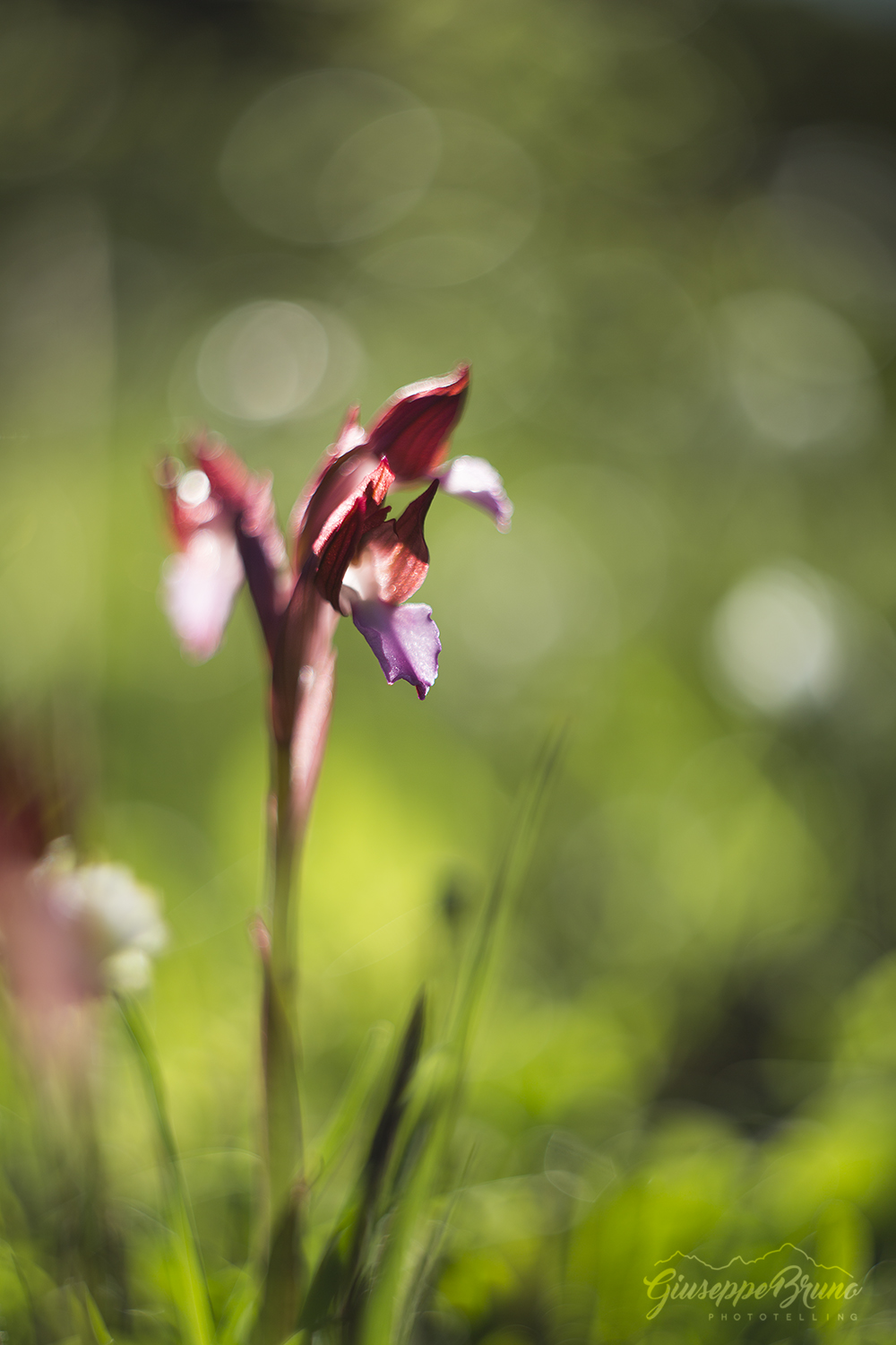 Anacamptis Papilionacea
