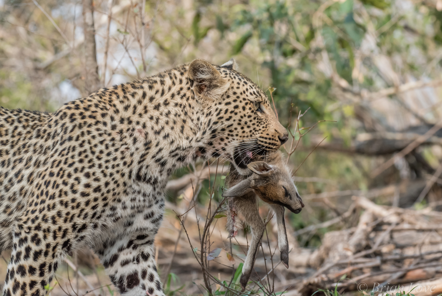 Leopard 1  vs Duiker Fawn 0