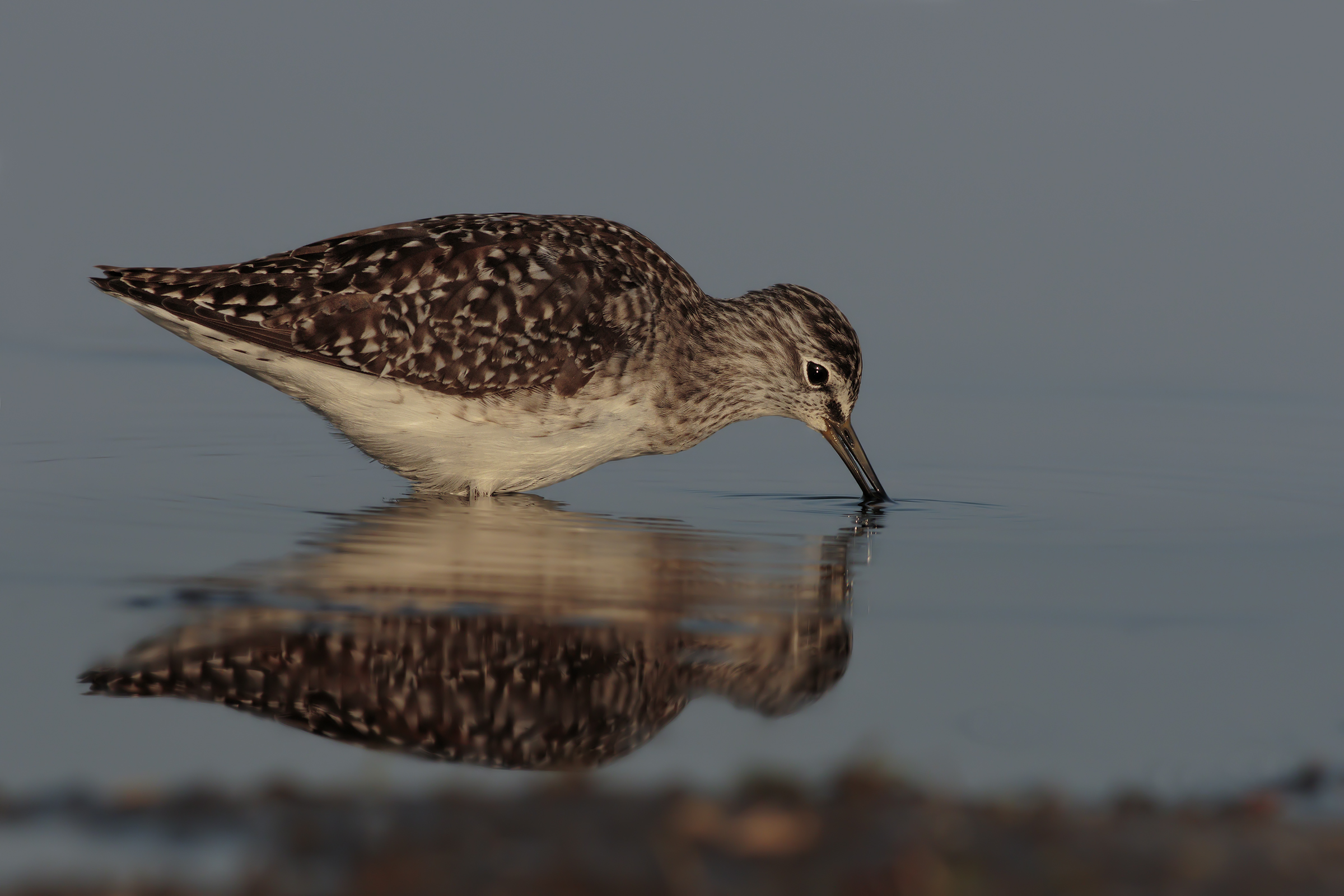 Wood Sandpiper