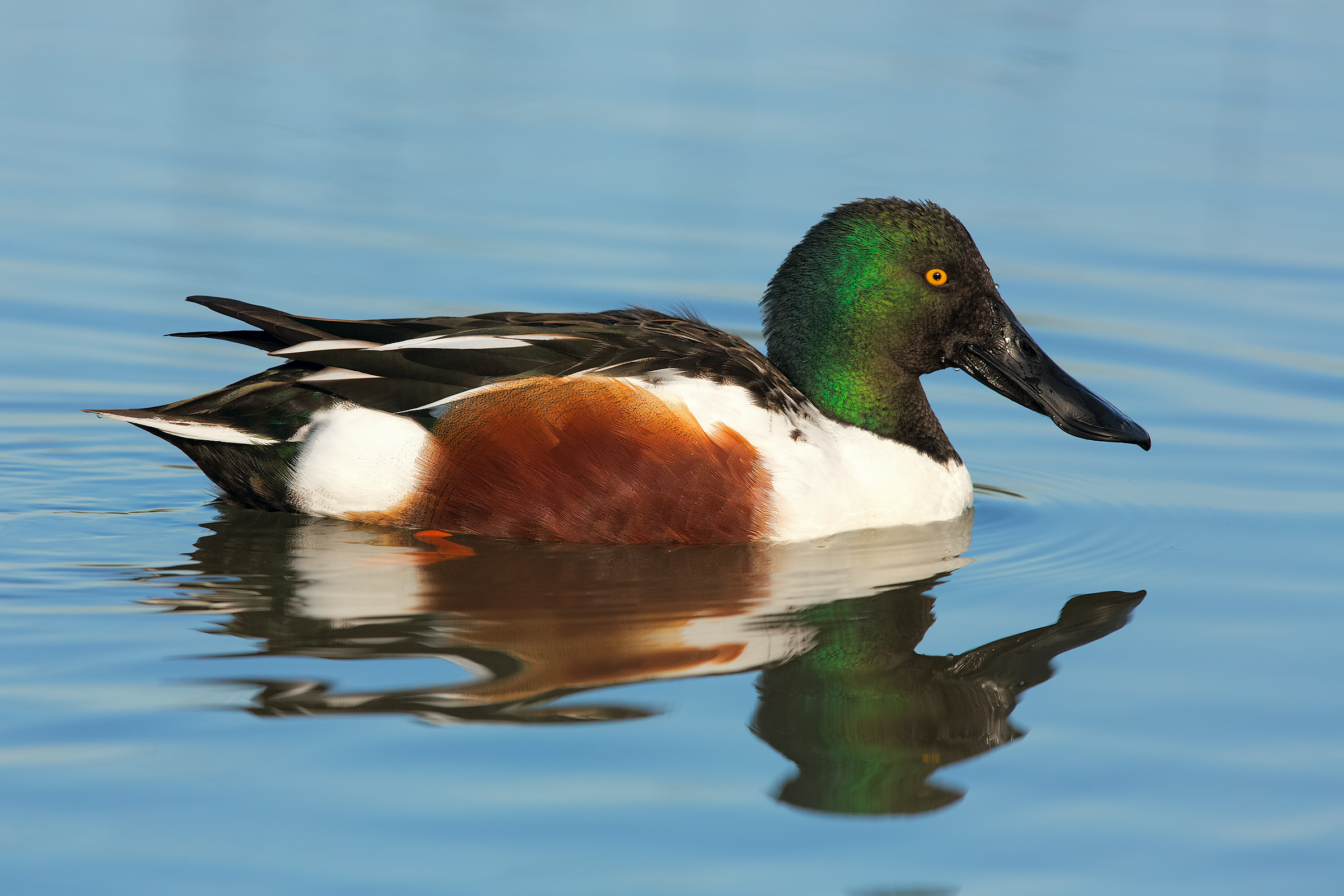 Shoveler
