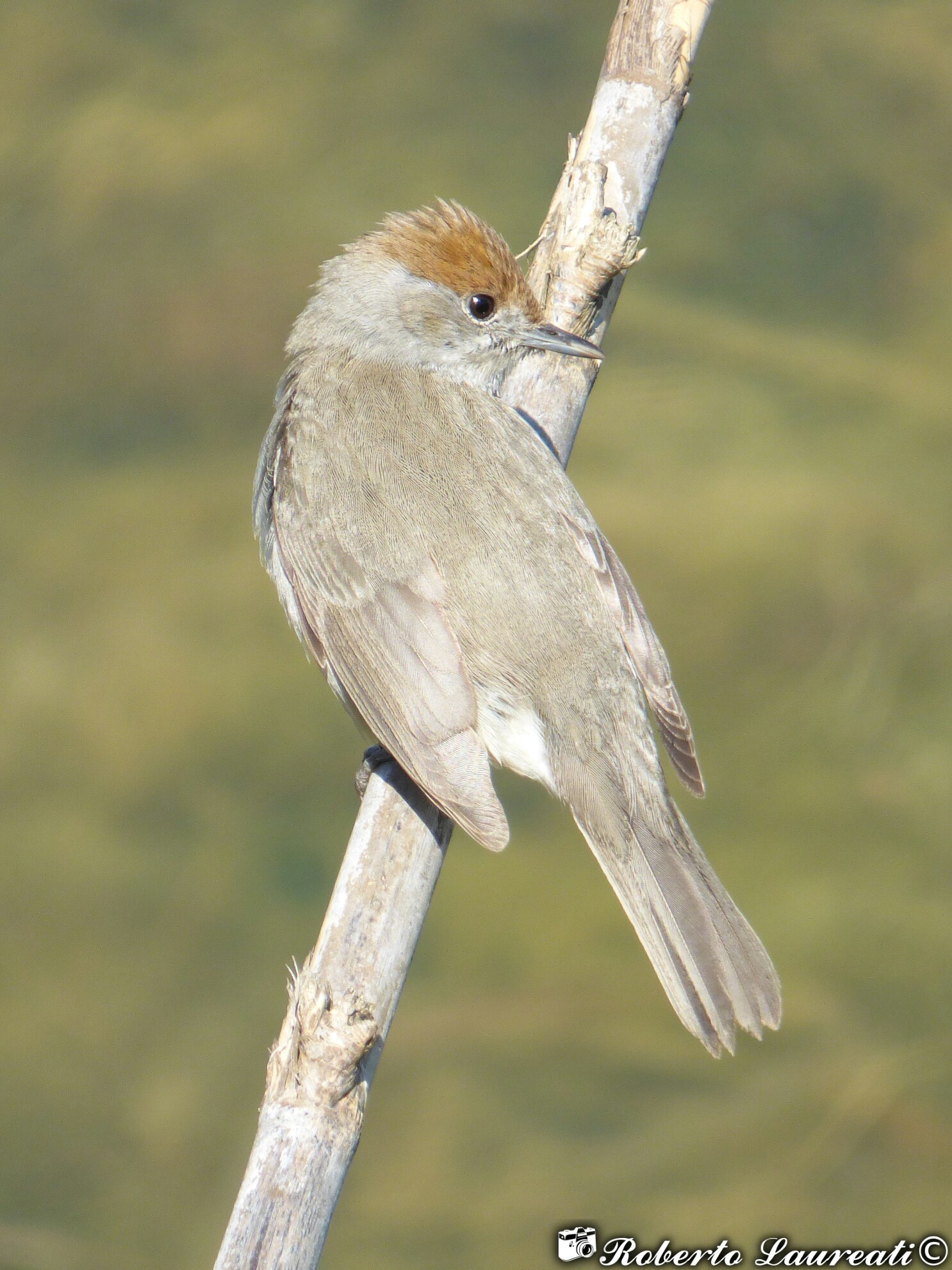 Female Blackcap (Sylvia atricapilla)