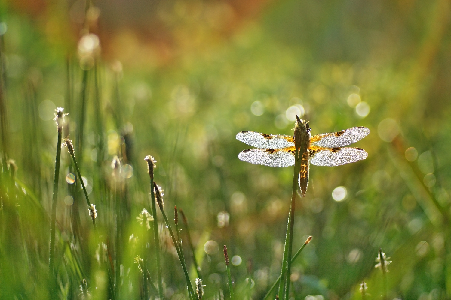 ...morning quadrimaculata...