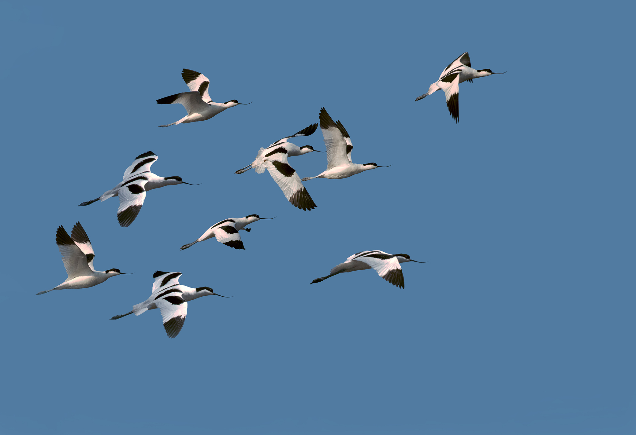 avocets
