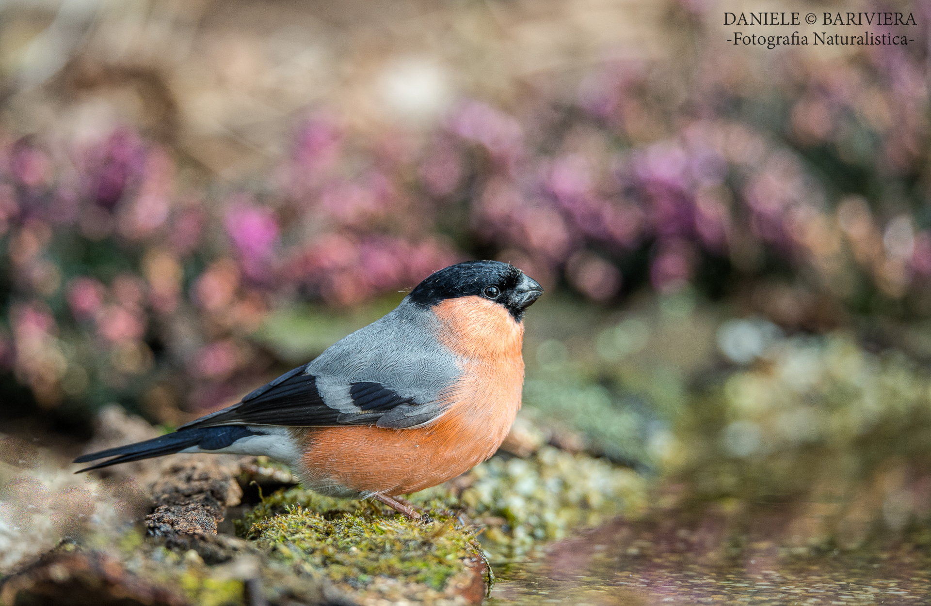 Bullfinch