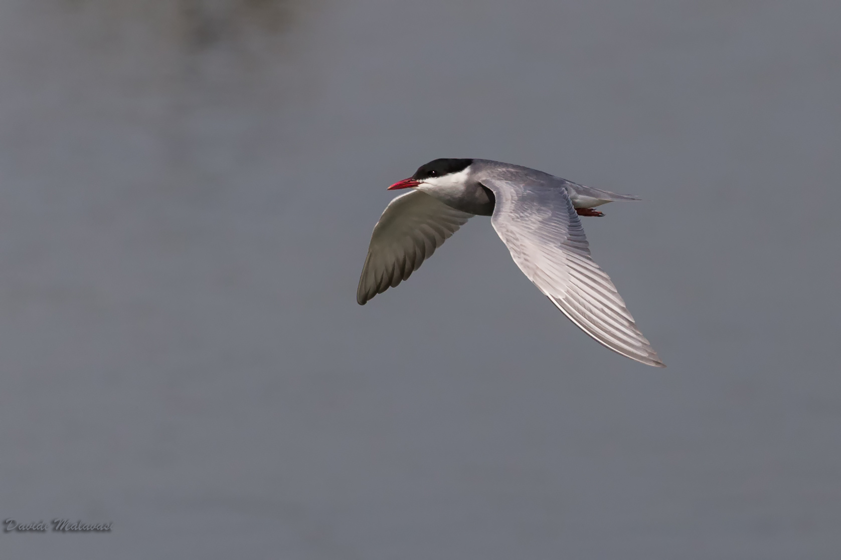 Whiskered Tern