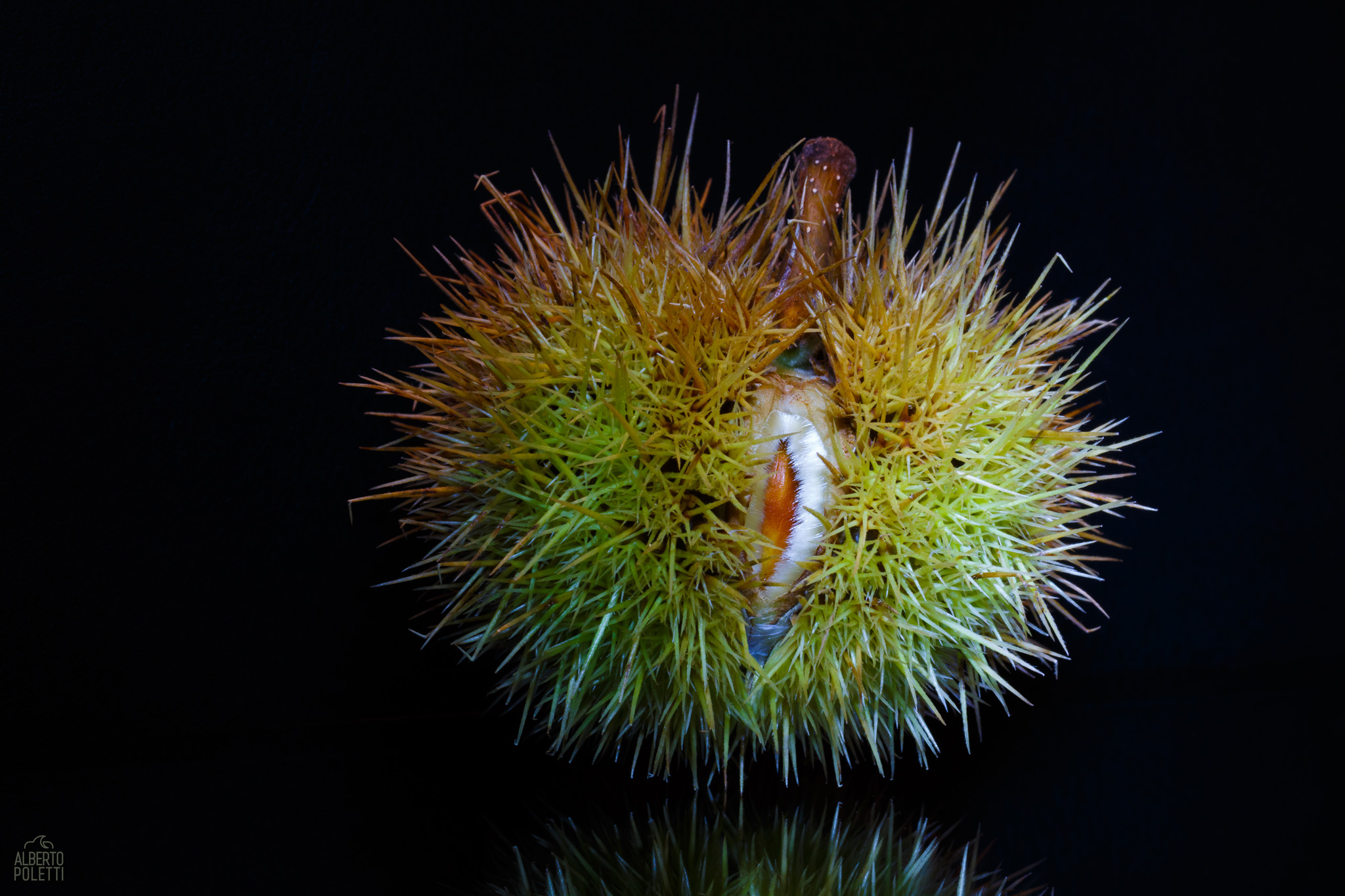 Nascita di una castagna