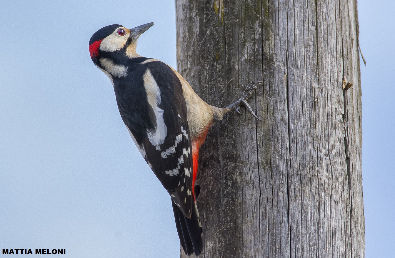 Great Spotted Woodpecker (Dendrocopos major)