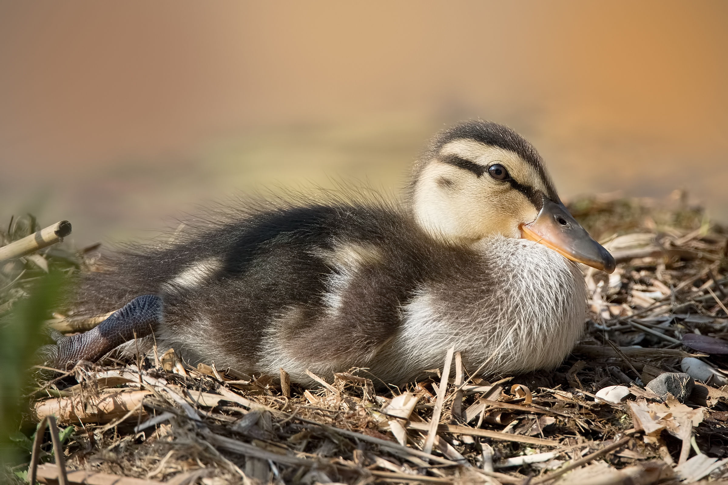 Meetings at Lake Garda