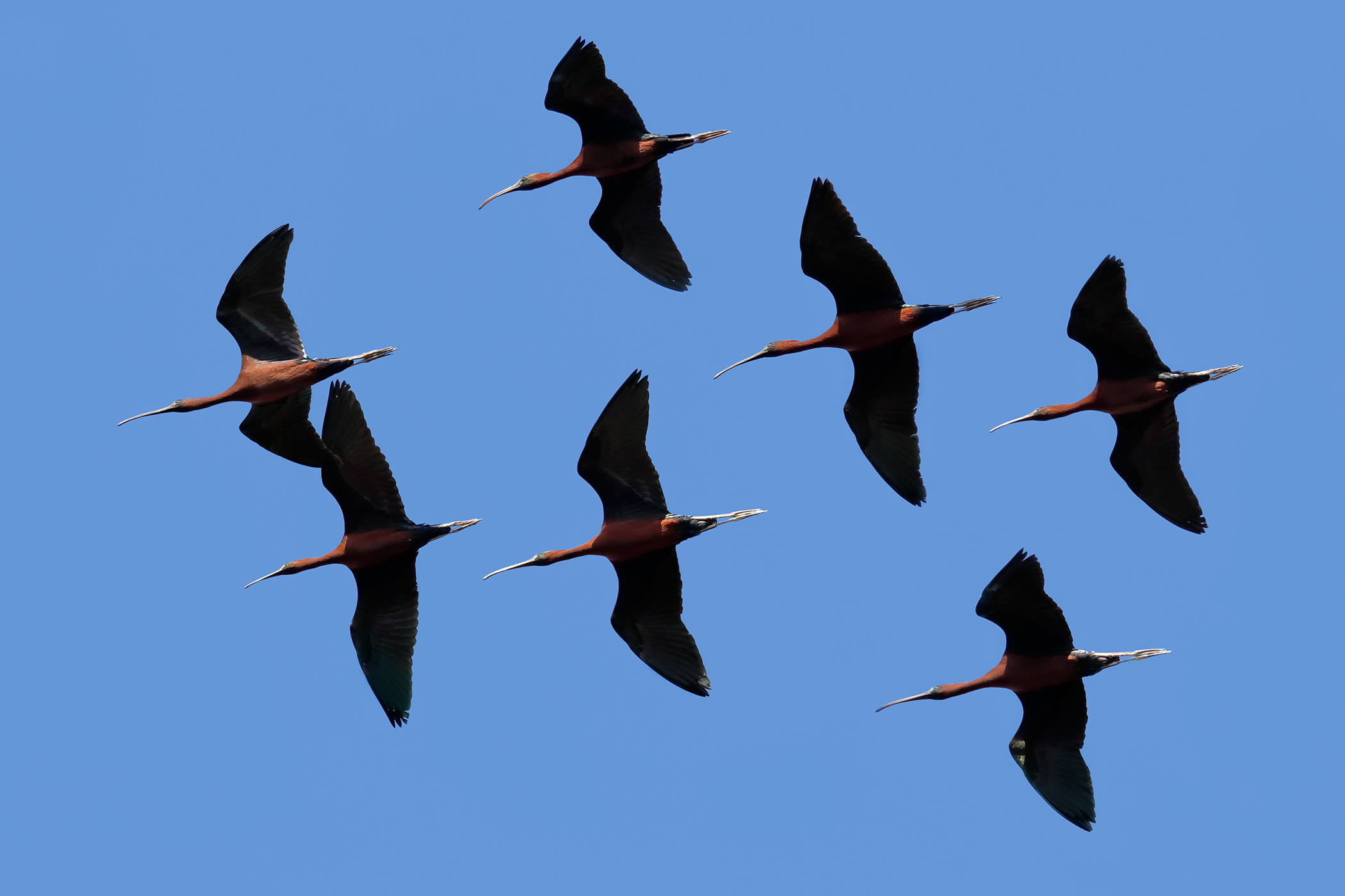 La migrazione dei mignattai