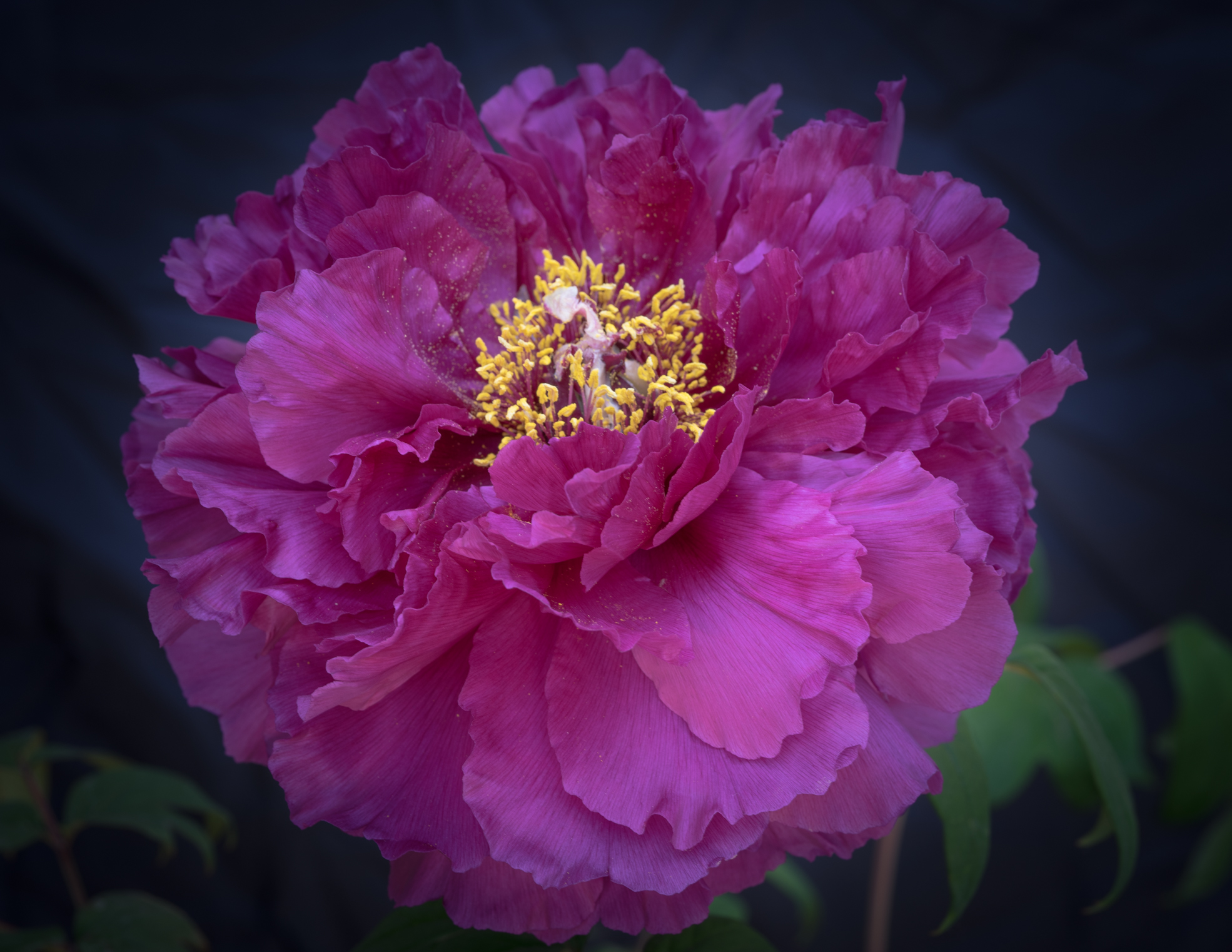 Peonia