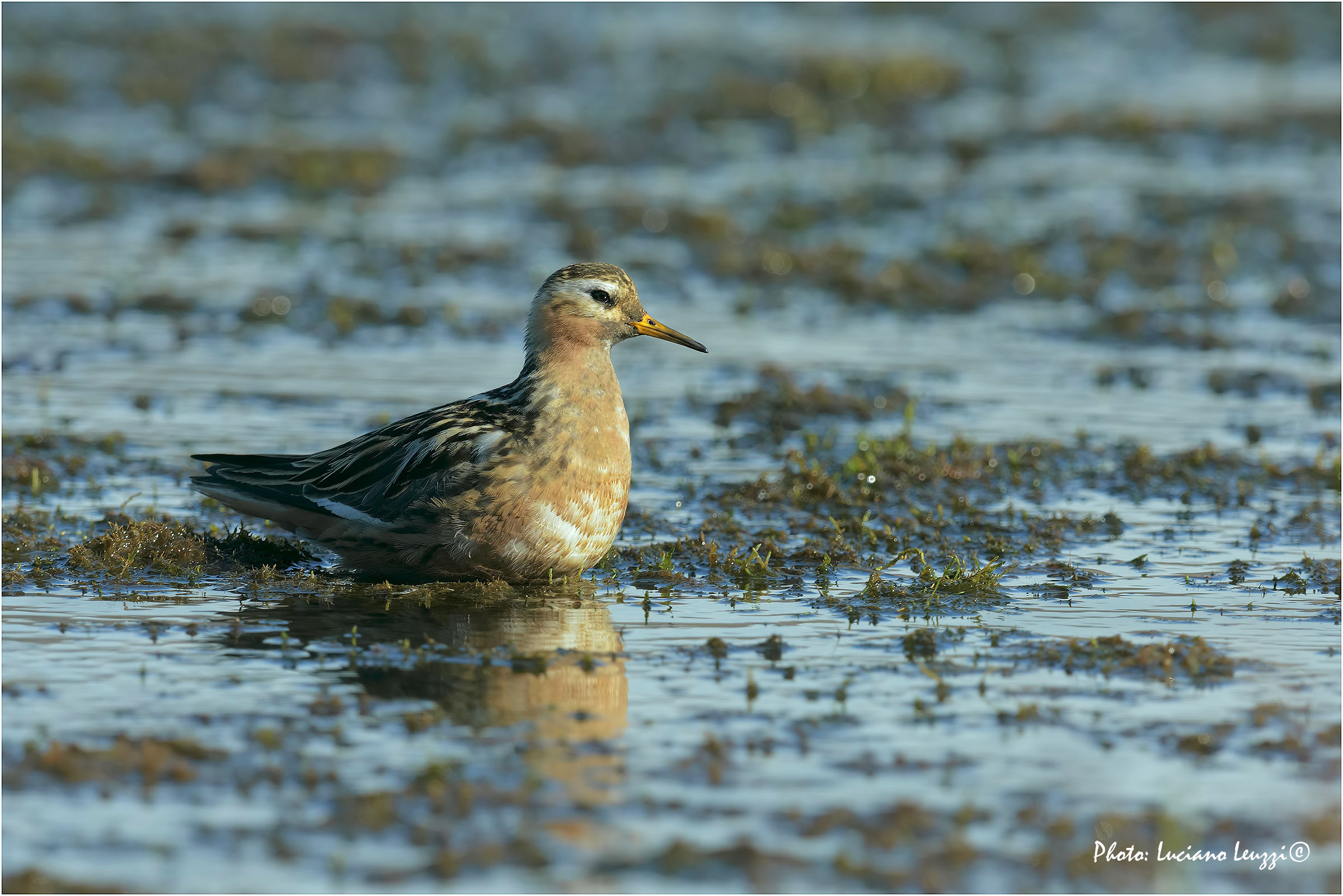 Red-necked-billed