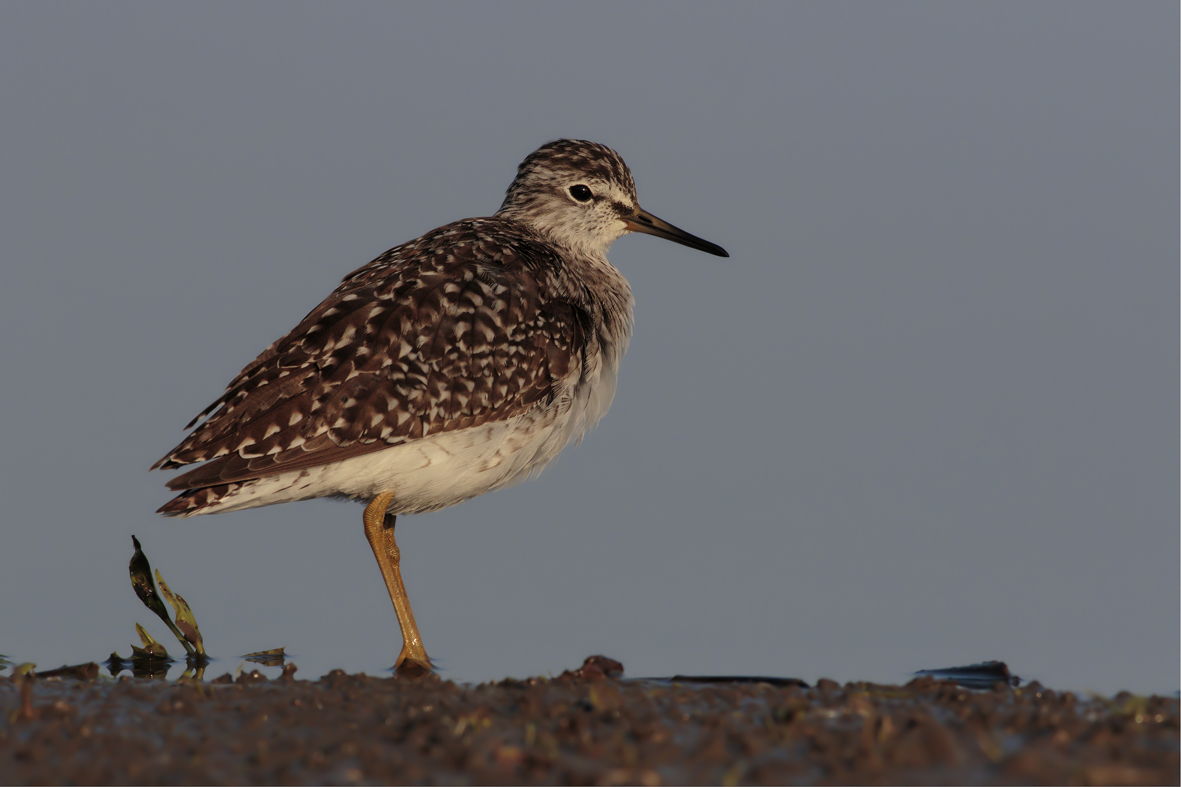 Wood Sandpiper