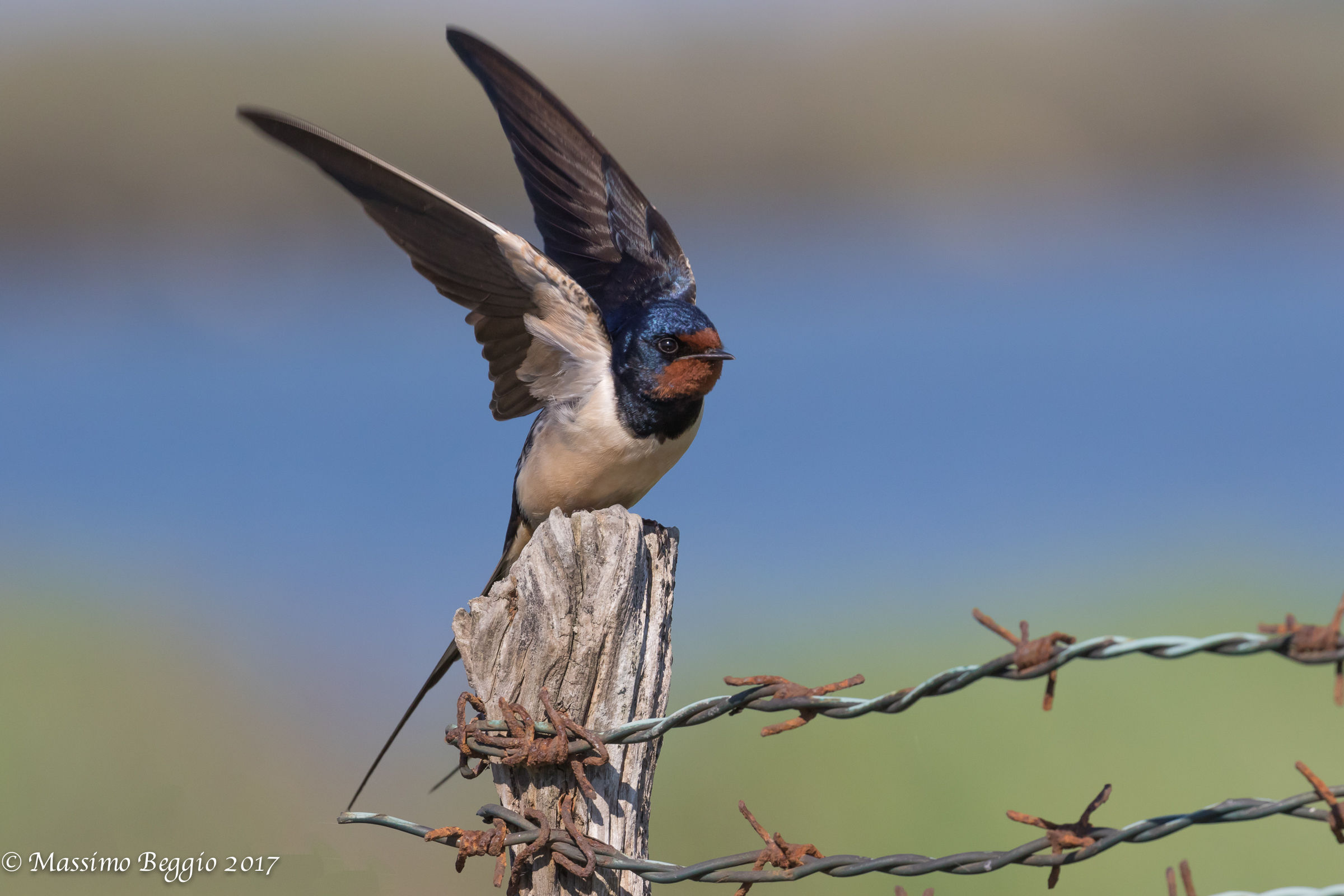 a swallow in Spring