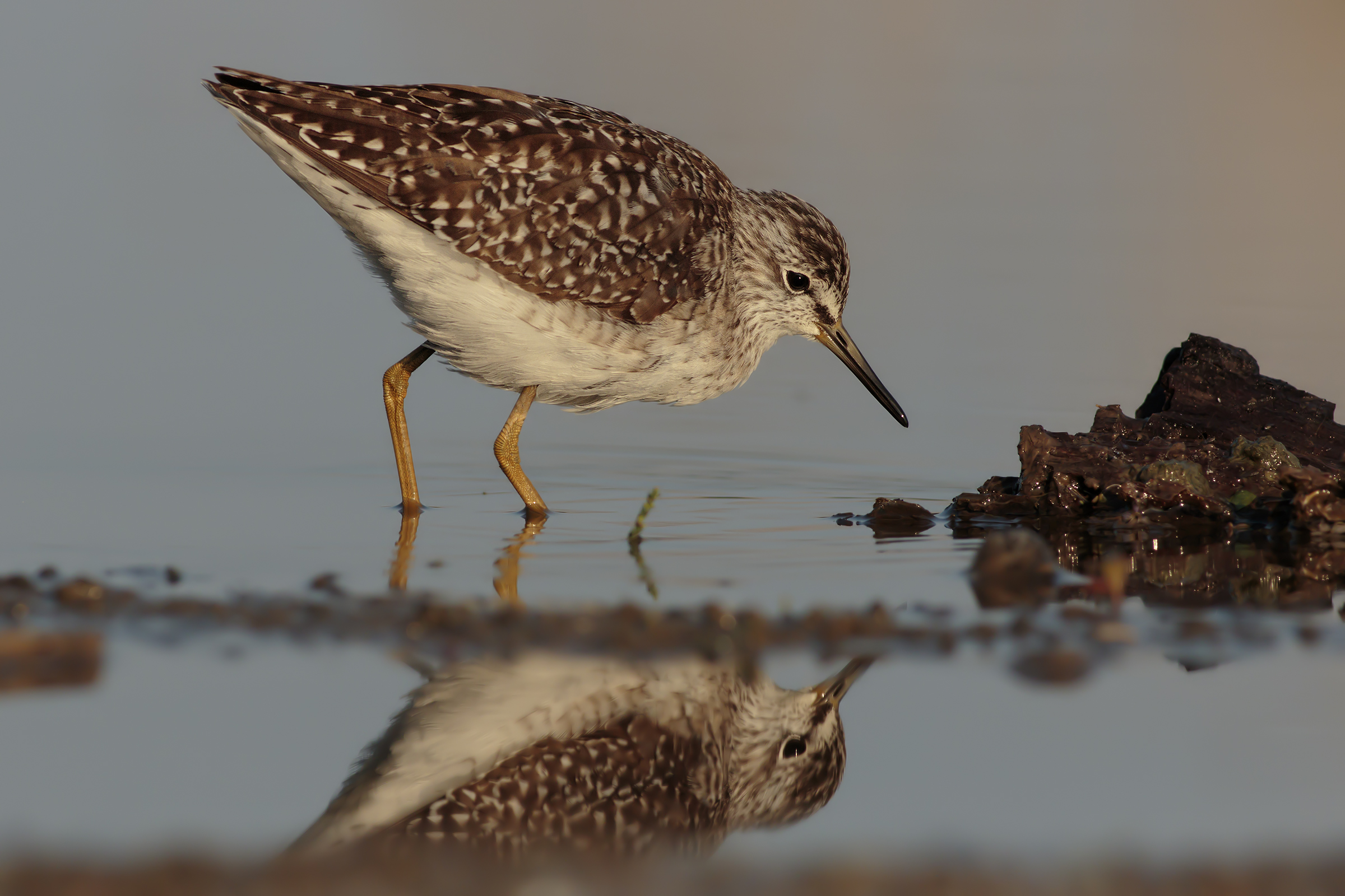 Wood Sandpiper