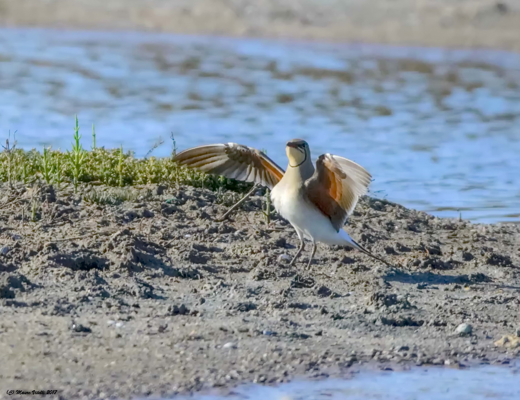 Pratincole (Glareola pratincola) I meet !!!