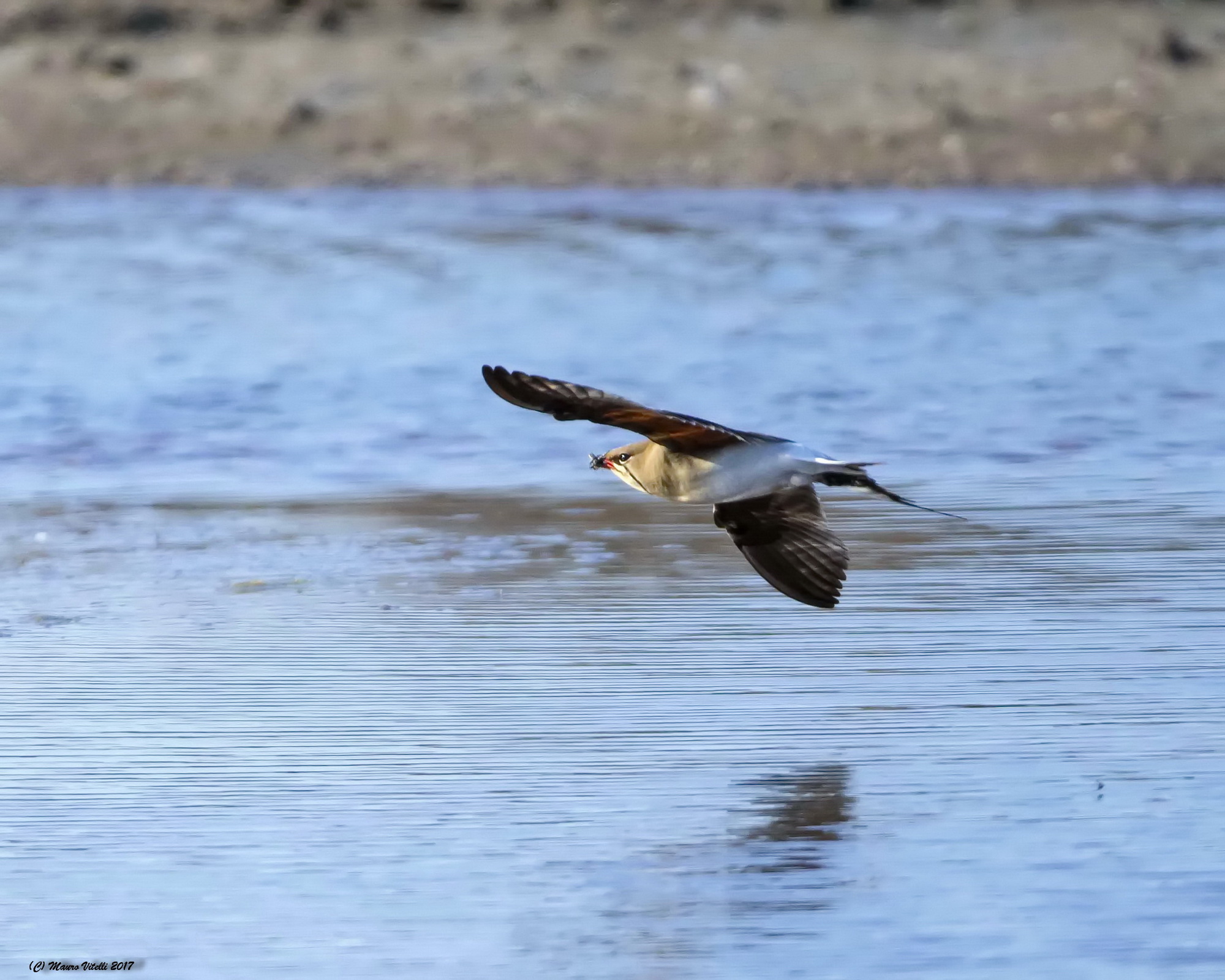 What an emotion!!! Pratincole with prey