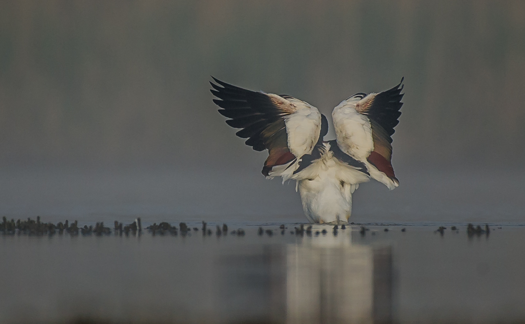 shelduck in the fog