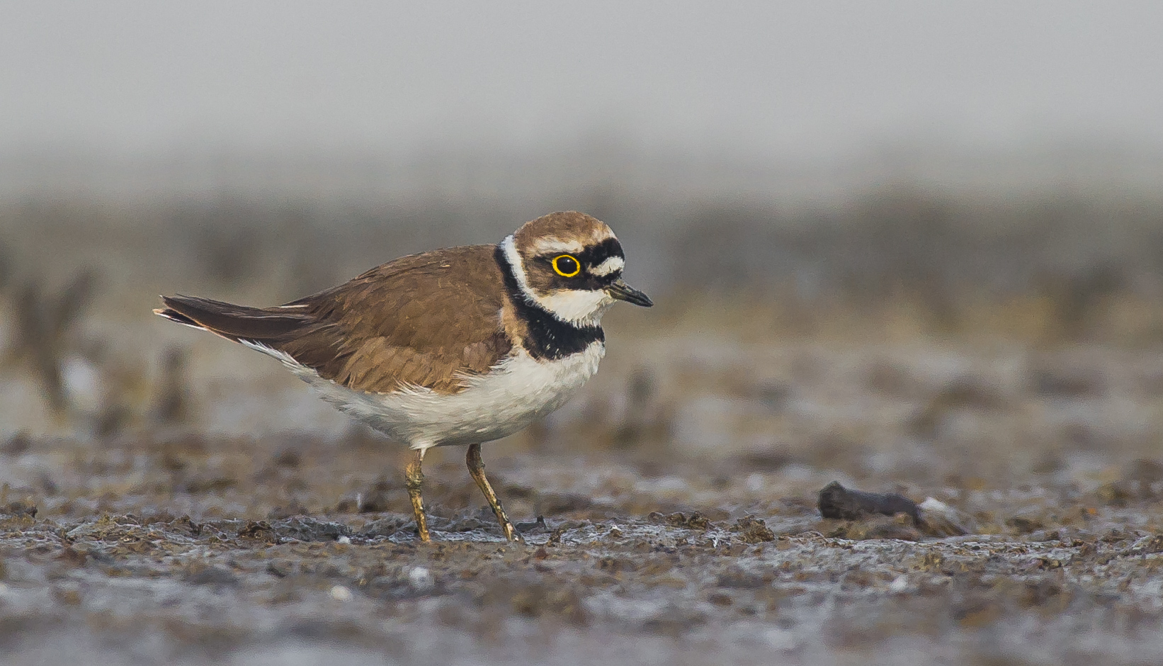 little Ringed Plover
