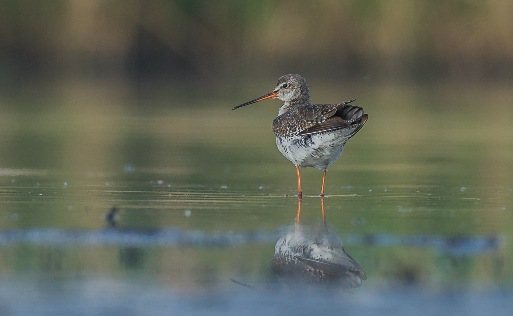 Spotted Redshank