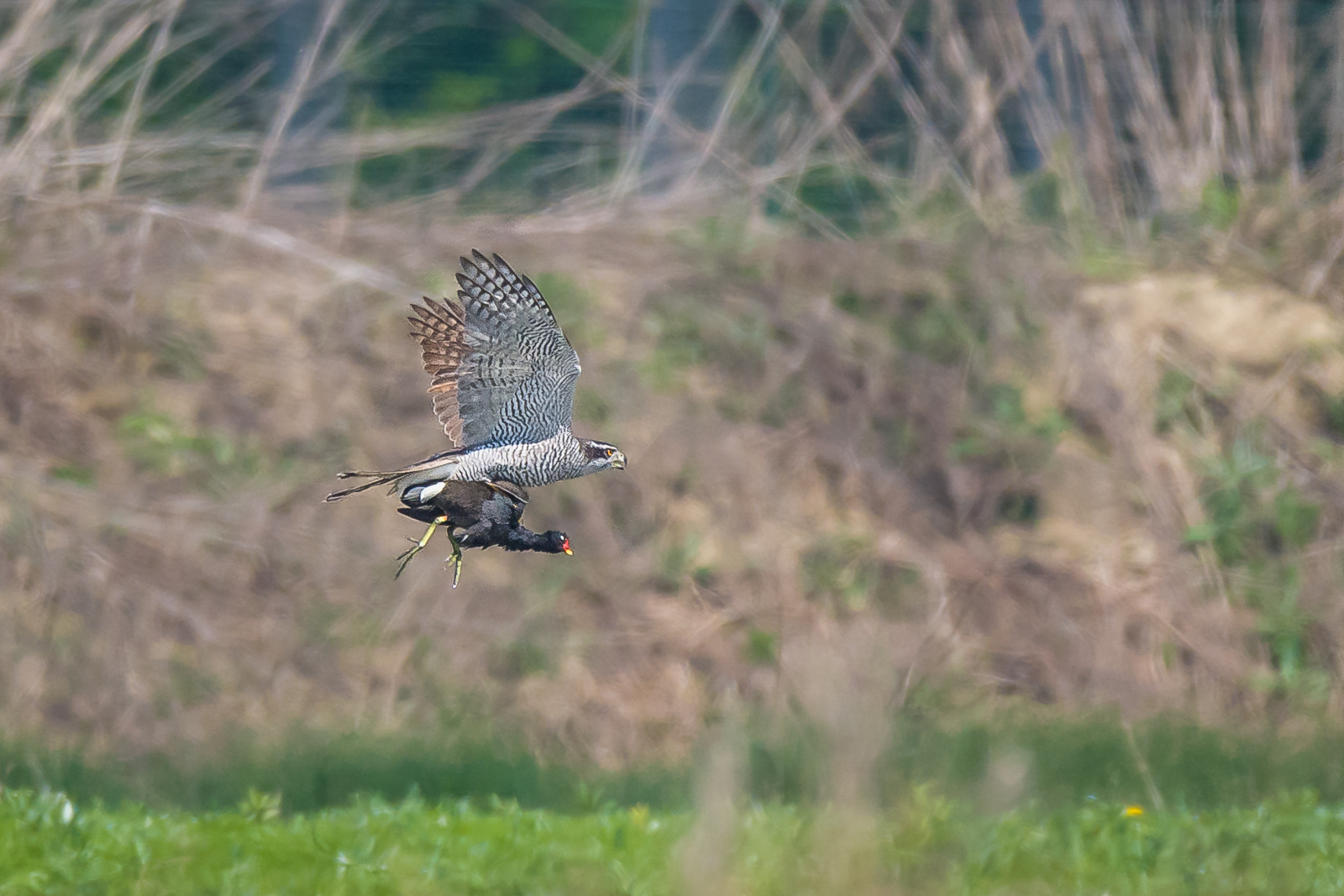 Goshawk with gurnard