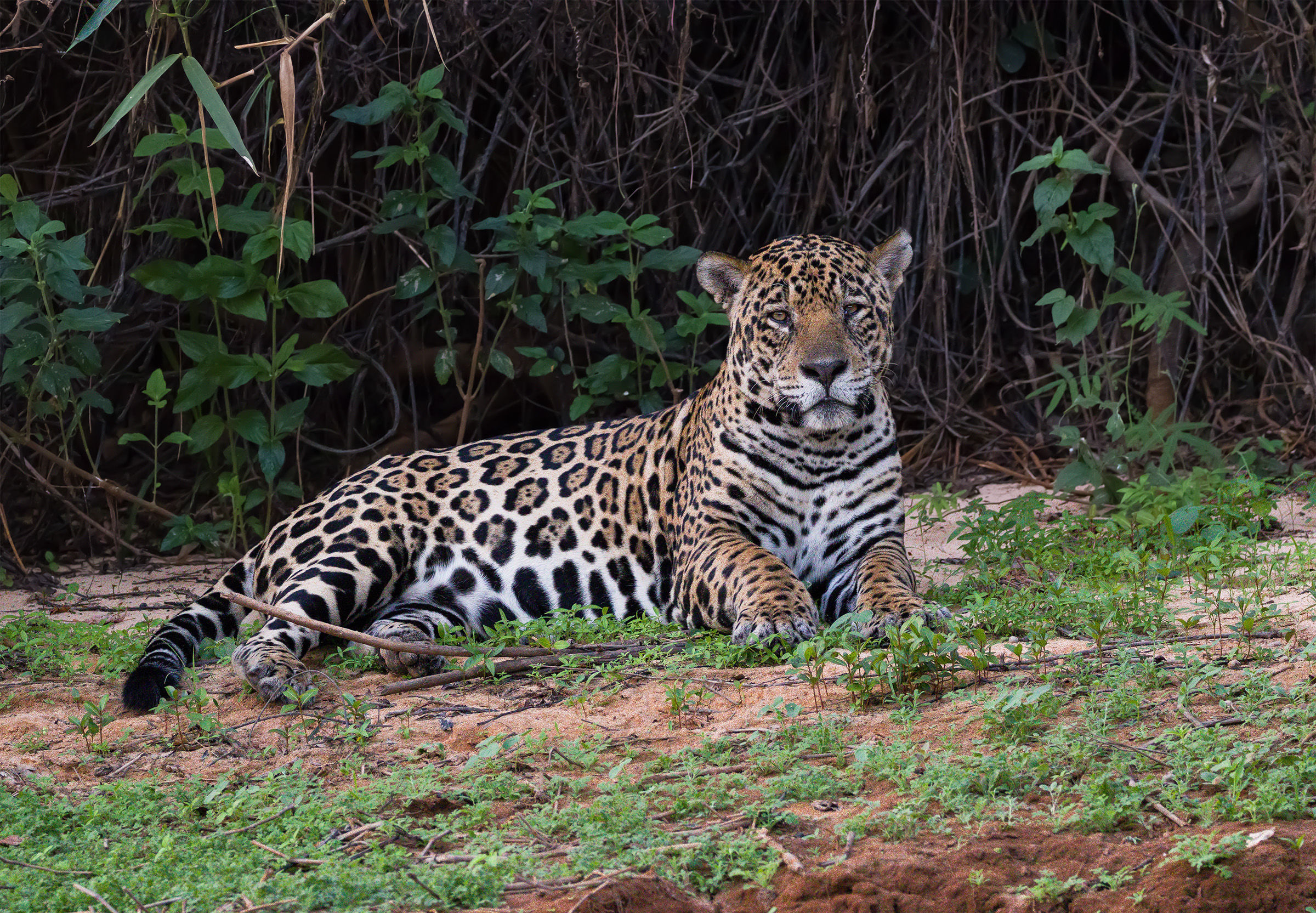 Panthera onca palustris