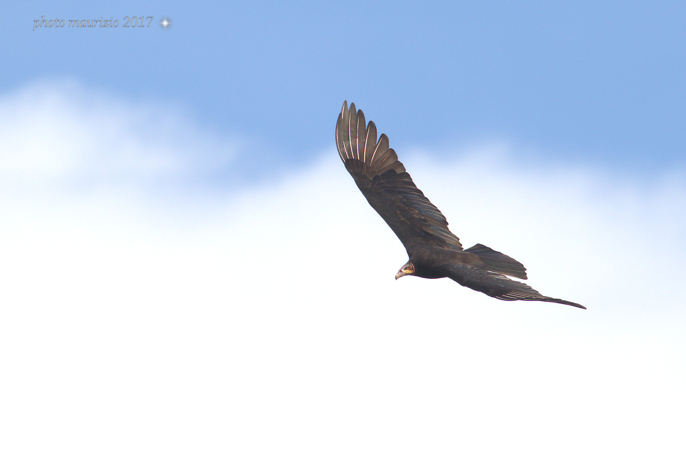 avvoltoio testa gialla minore!